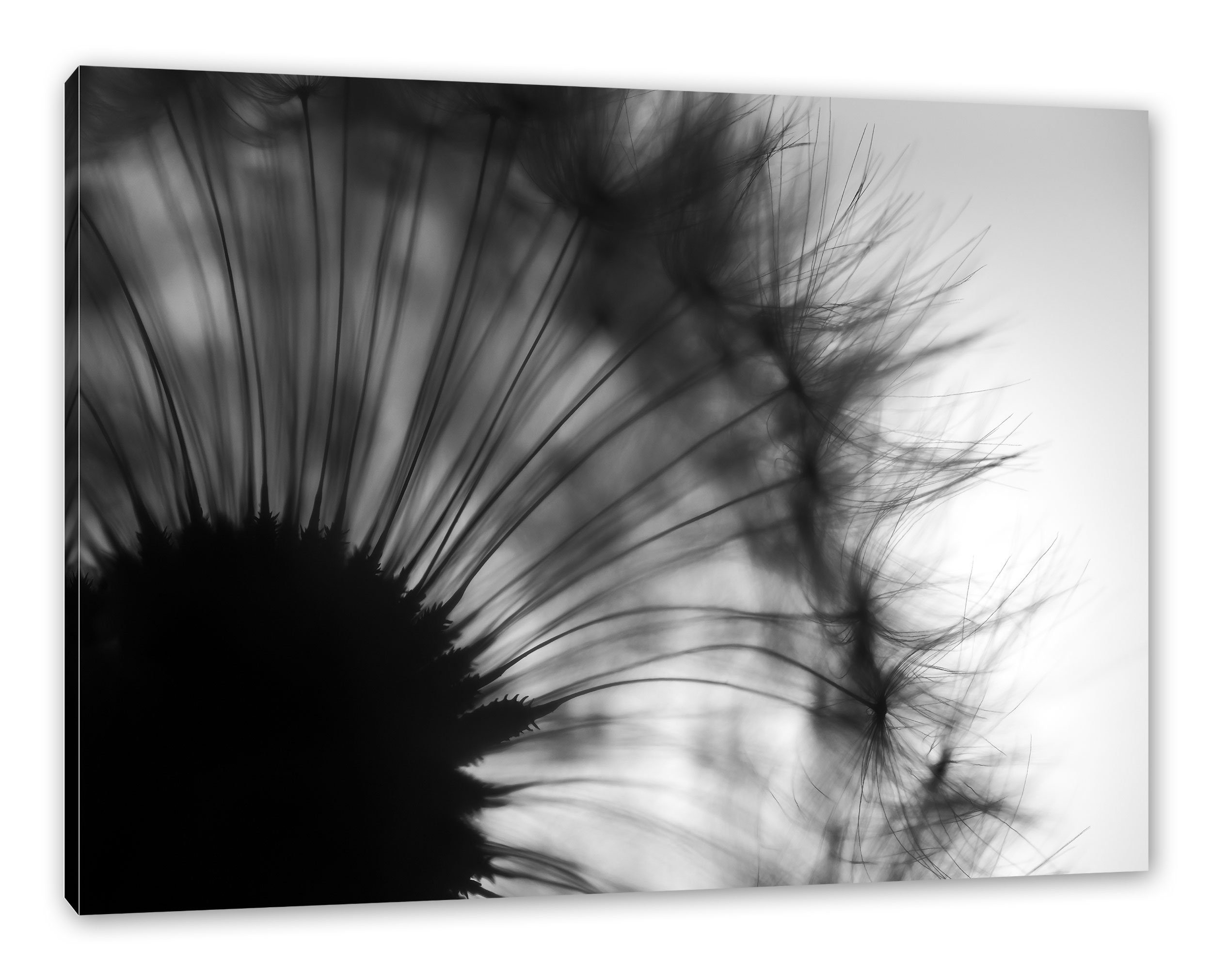 Pixxprint Leinwandbild Pusteblume vor Hintergrund, Pusteblume vor Hintergrund (1 St), Leinwandbild fertig bespannt, inkl. Zackenaufhänger | Leinwandbilder