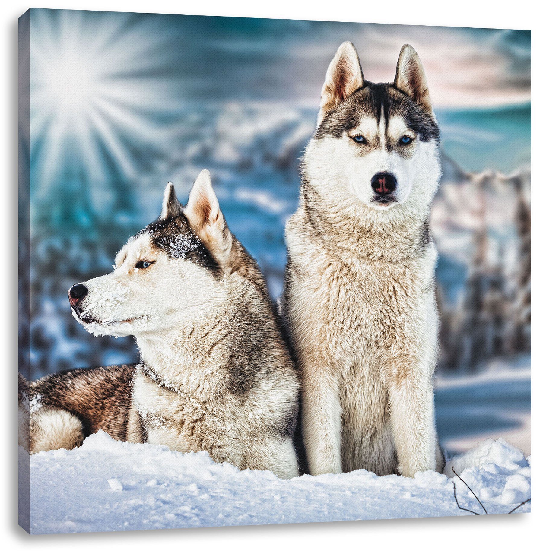 Leinwandbild Leinwandbild Zwei Huskies Pixxprint inkl. St), (1 Zackenaufhänger fertig wilde wilde bespannt, Huskies, Zwei