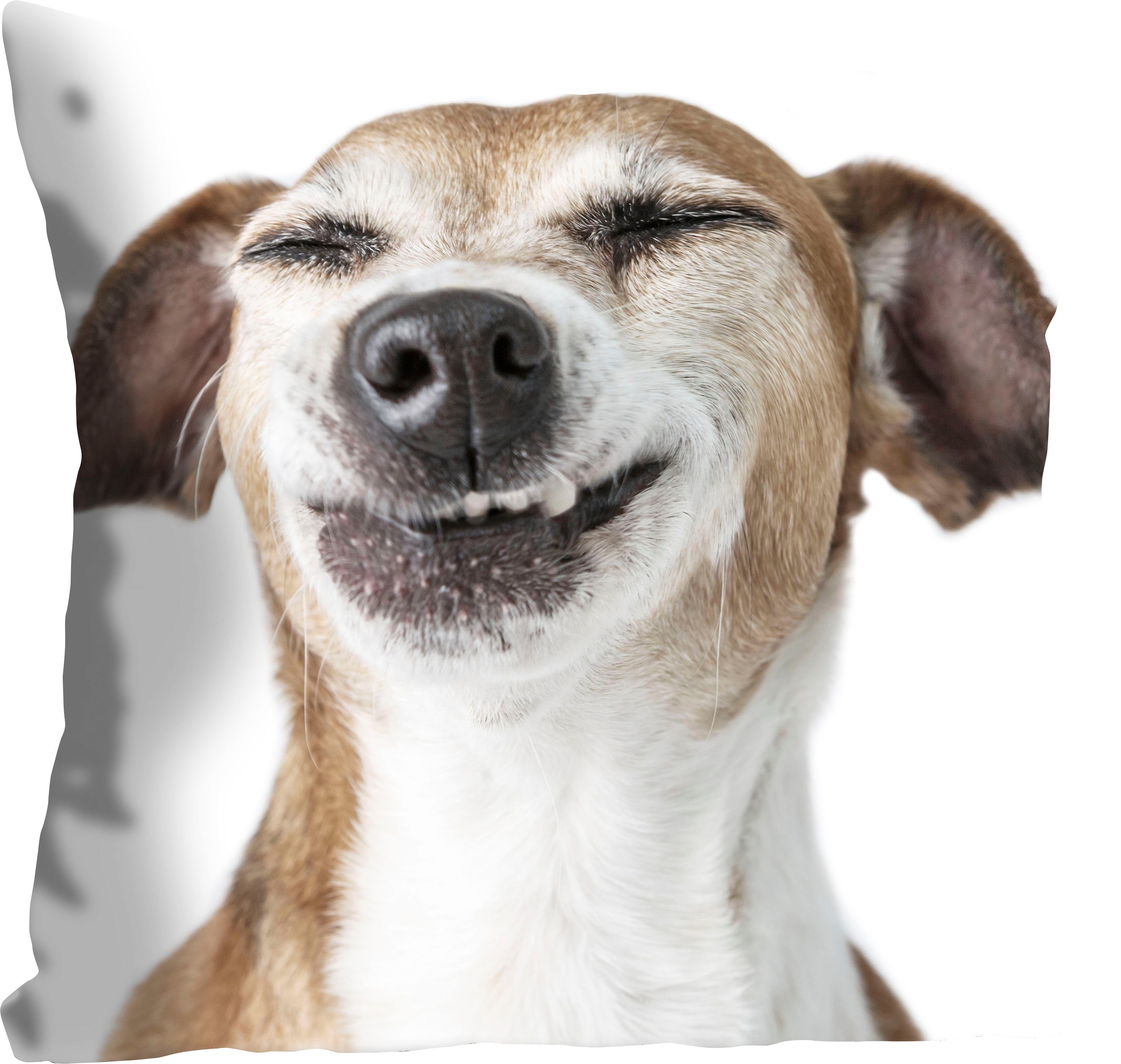 Hund, Füllung, Kissenhülle mit Dekokissen ohne Stück 1 grinsenden einem Franka, queence