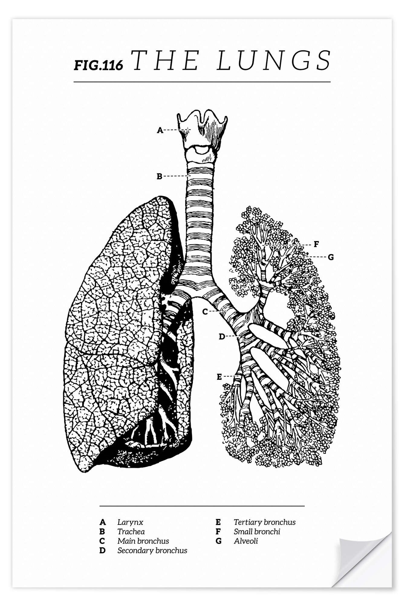 Posterlounge Wandbild Die Lunge, Diagramm (Vintage, Englisch), Vintage Educational Collection, erhältlich als Poster, Leinwandbild, Wandsticker oder Acrylglasbild