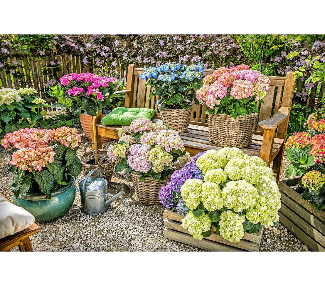 Dehner Blumentopf Gießkanne nostalgisch, 9 l, günstig online kaufen