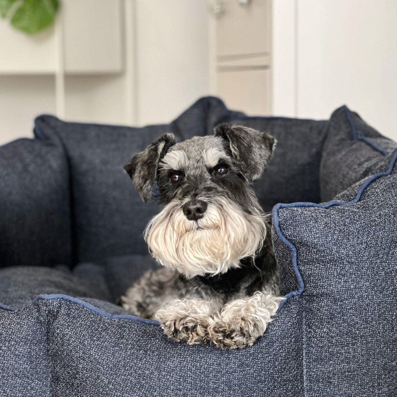 Mr. Cuddles Tierbett Hundekörbchen Hundebett Mia, Stoff aus recycelten PET-Flaschen, Hundekissen, Waschbar, Pflegeleicht, Blau, S: 55 cm