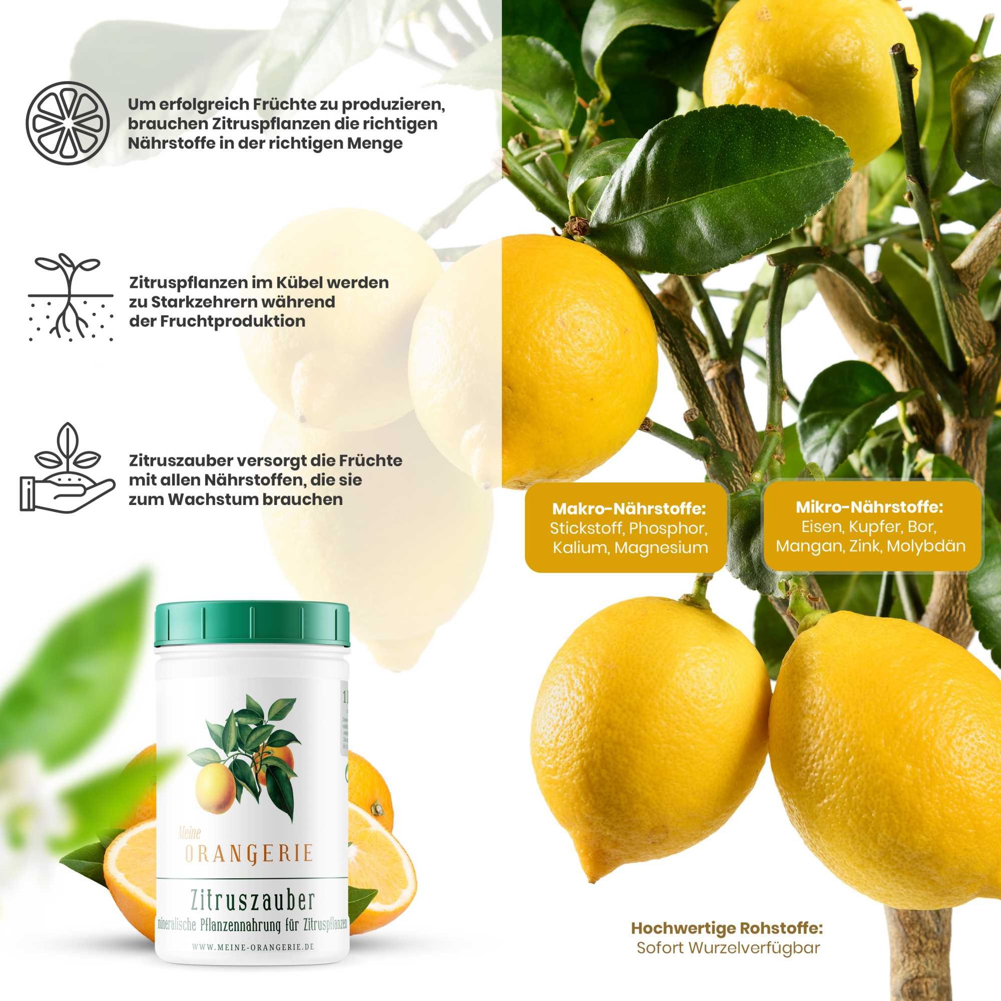 Meine Orangerie Spezialdünger Premium Pflanzendünger für alle Zitruspflanzen, Dose, 1-St., hochwirksamer Zitrusdünger mit Chelat-Eisen, fördert intensives Blattgrün & aromatische Früchte