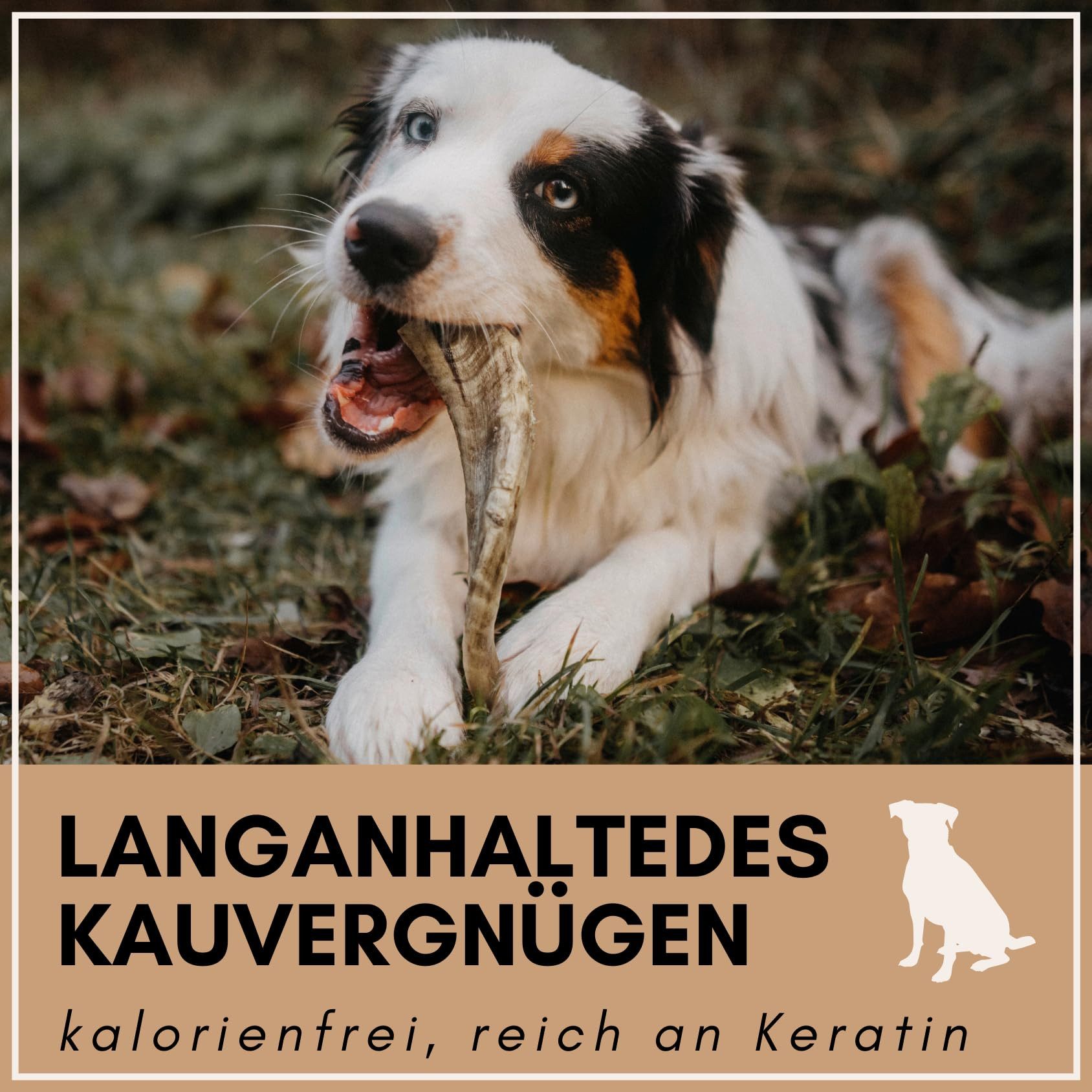 Supravit Kauspielzeug Natürliches Schafhorn Kauspielzeug für Hunde – gesundes Kauhorn