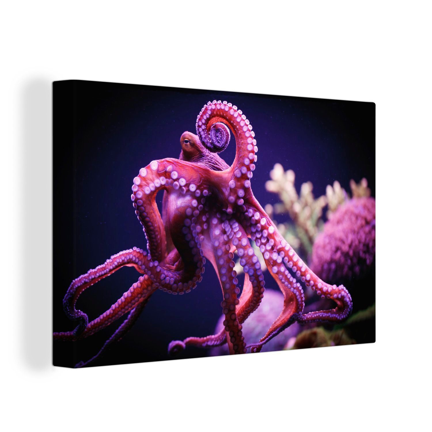 OneMillionCanvasses® Leinwandbild Roter Oktopus, (1 St), Wandbild für alle Wohnbereiche, Gemälde, XXL, großes, 120x80 cm