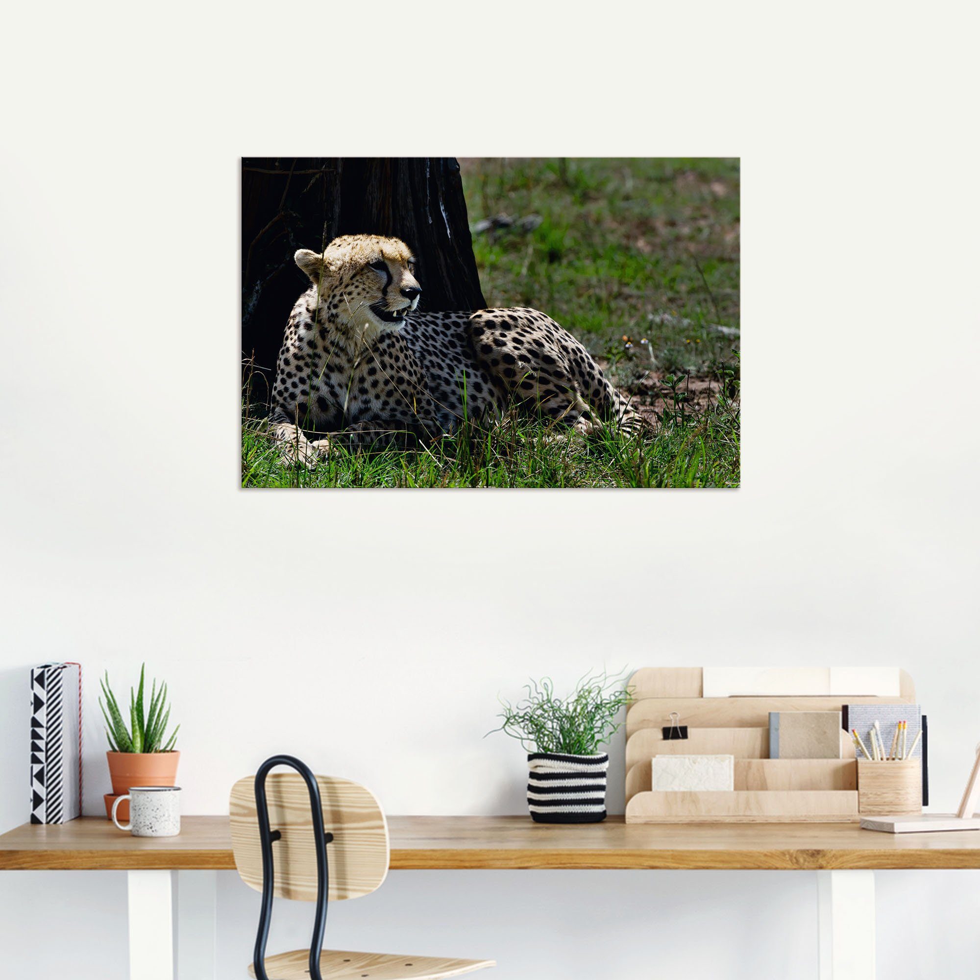 Geparden in Größen Wandbild Leinwandbild, Alubild, Wandaufkleber Poster Gephard Artland Bilder als Mittagsruhe, seiner St), (1 oder bei versch.