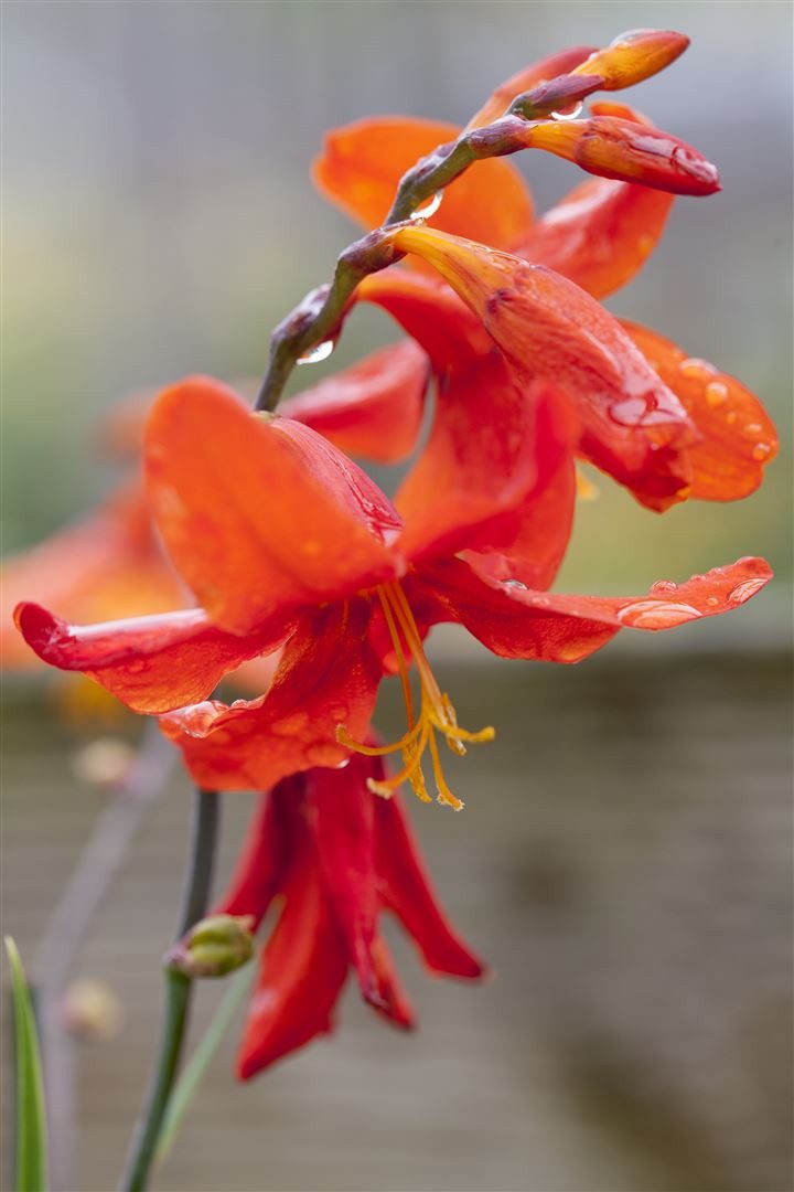 Pflanzen für Dich Staude Crocosmia crocosmiiflora Babylon, 1 St., Montbretie, Garten-Montbretie
