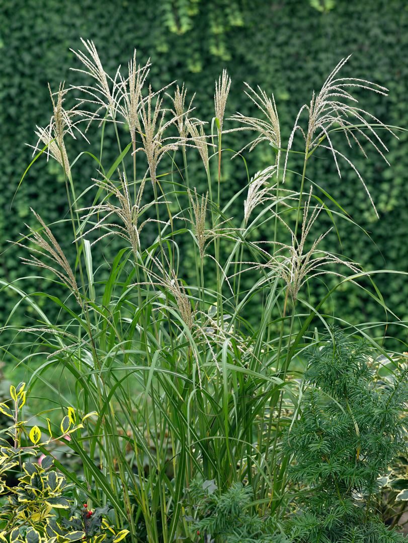 Pflanzen für Dich Gräser Miscanthus sin. 'Silberfeder', 1 St., Chinaschilf, Silberfeder-Chinaschilf, silbrig, herbstblühend
