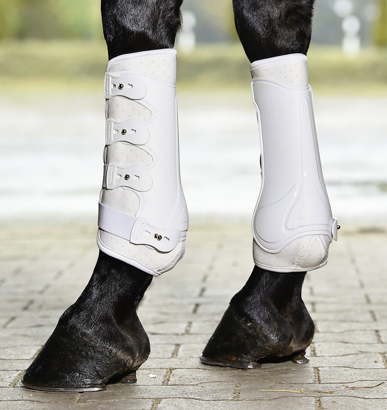BUSSE Гетри Busse Гетри DRESSAGE-PRO