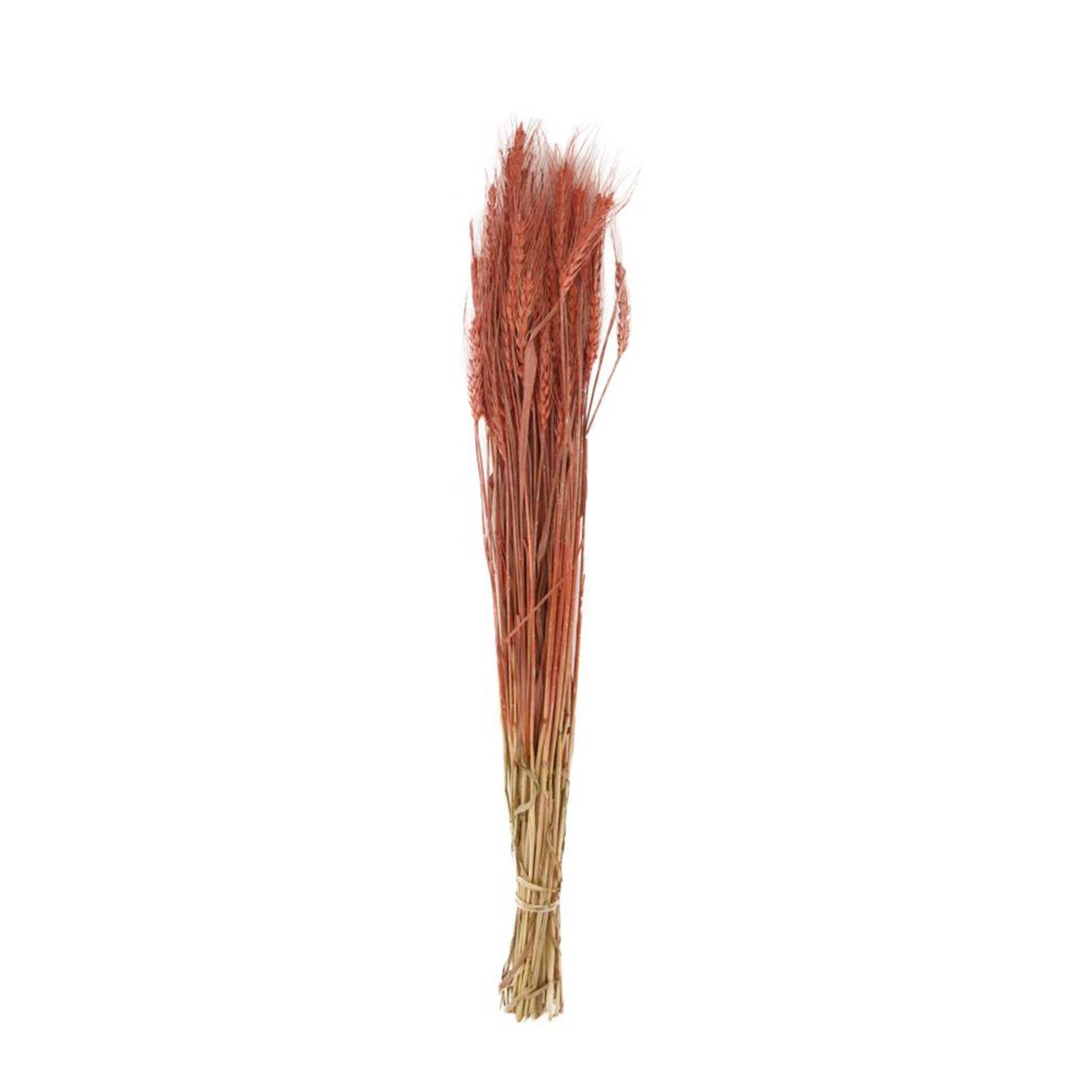 Trockenblume Weizengras rot - Wheat grass - Triticum - 60-65 cm - 100 g, DIJK