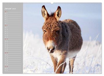 CALVENDO Wandkalender Kleiner Esel. Boldewyn mit seinen Freunden (Premium, hochwertiger DIN A2 Wandkalender 2023, Kunstdruck in Hochglanz)