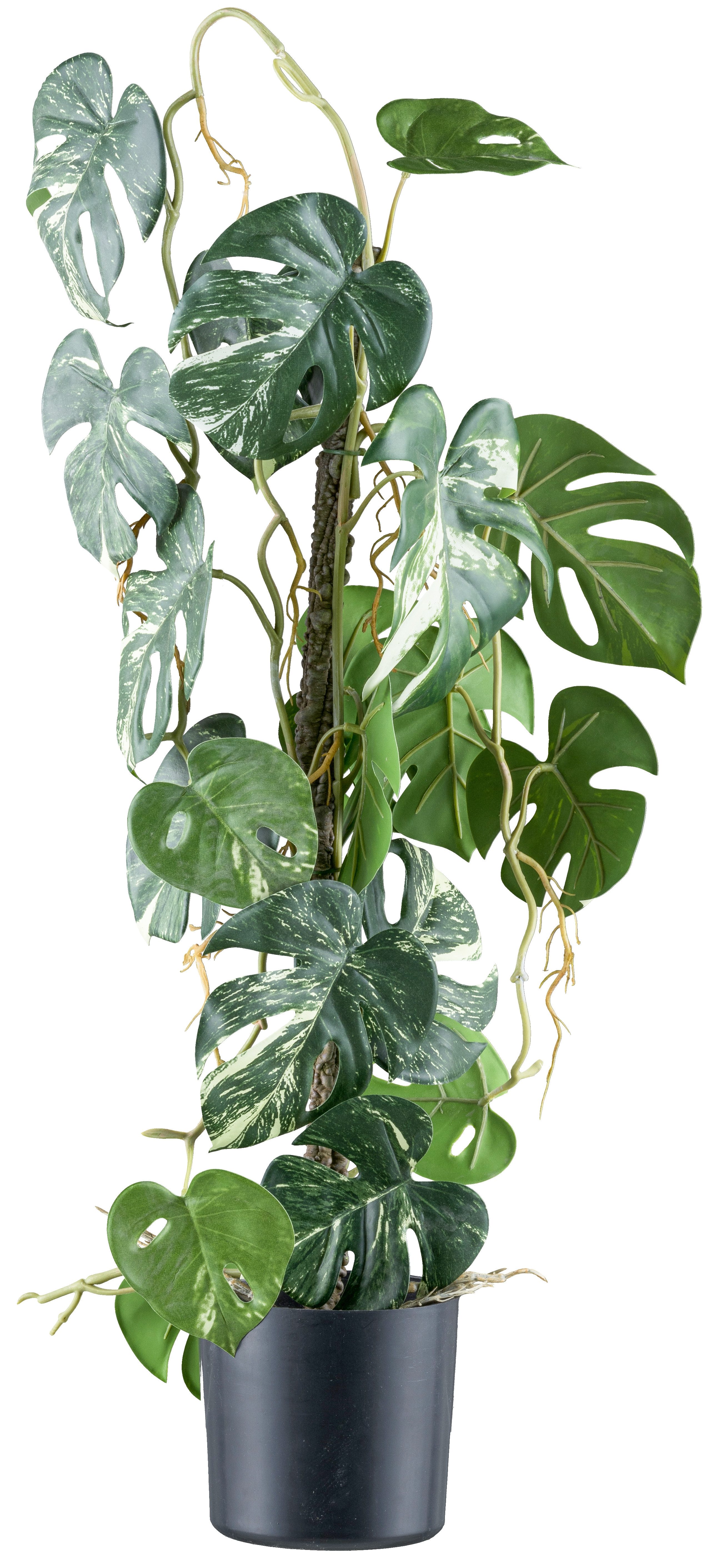 Kunstpflanze Philodendron varigata, Creativ green, Höhe 66 cm, mit verschlu günstig online kaufen
