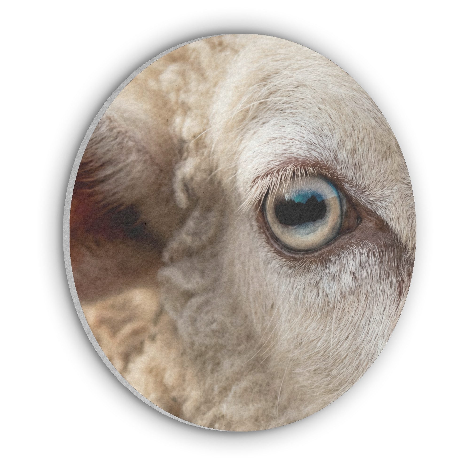 MuchoWow Gemälde Schaf - Auge - Weiß, Fotodruck (1 St), Wandkreis XXL, Wandpaneele, Schalldämmung, Akustikbilder 90x90 cm