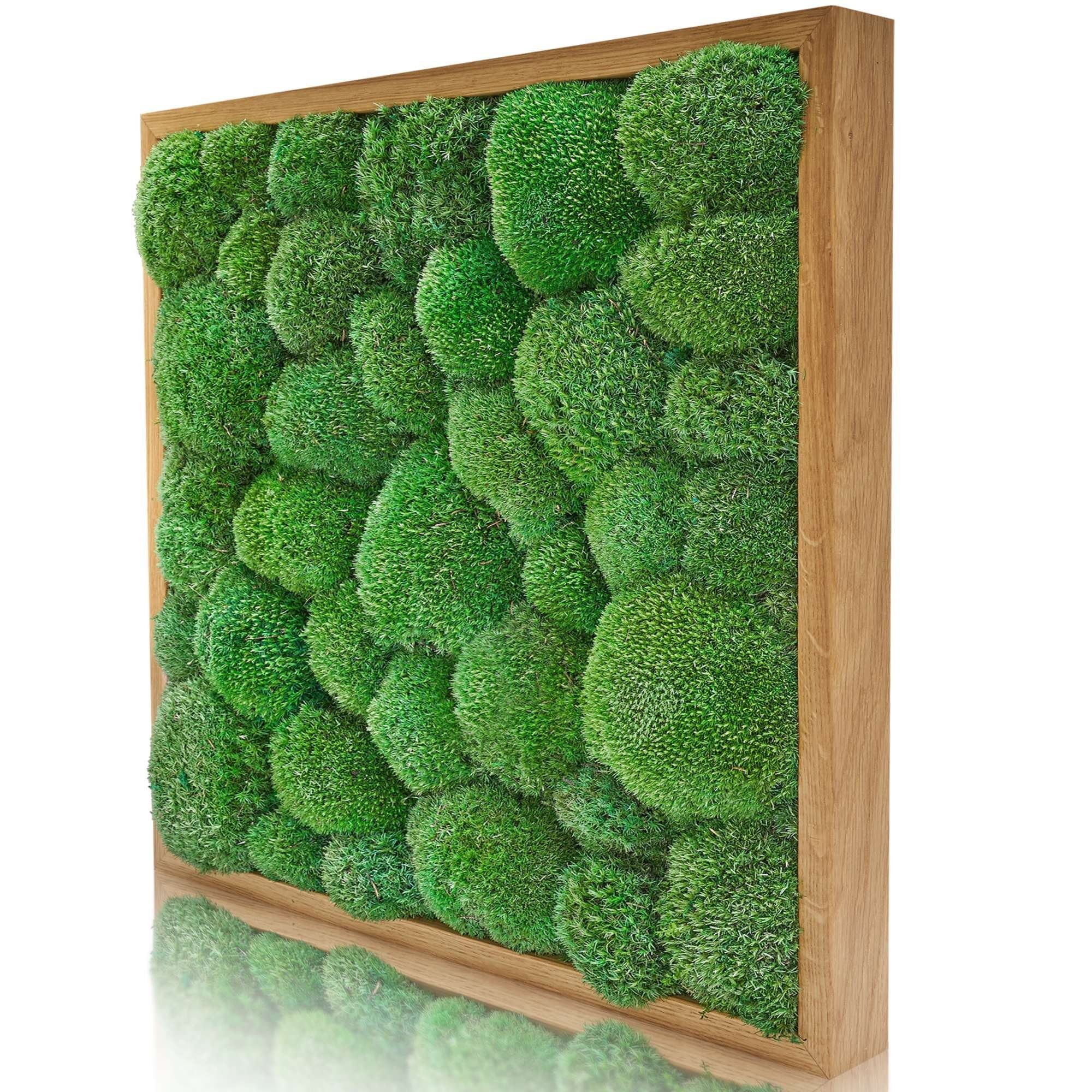 naturewalls Bild Moosbild Kugelmoos - Pflanzenbild günstig online kaufen