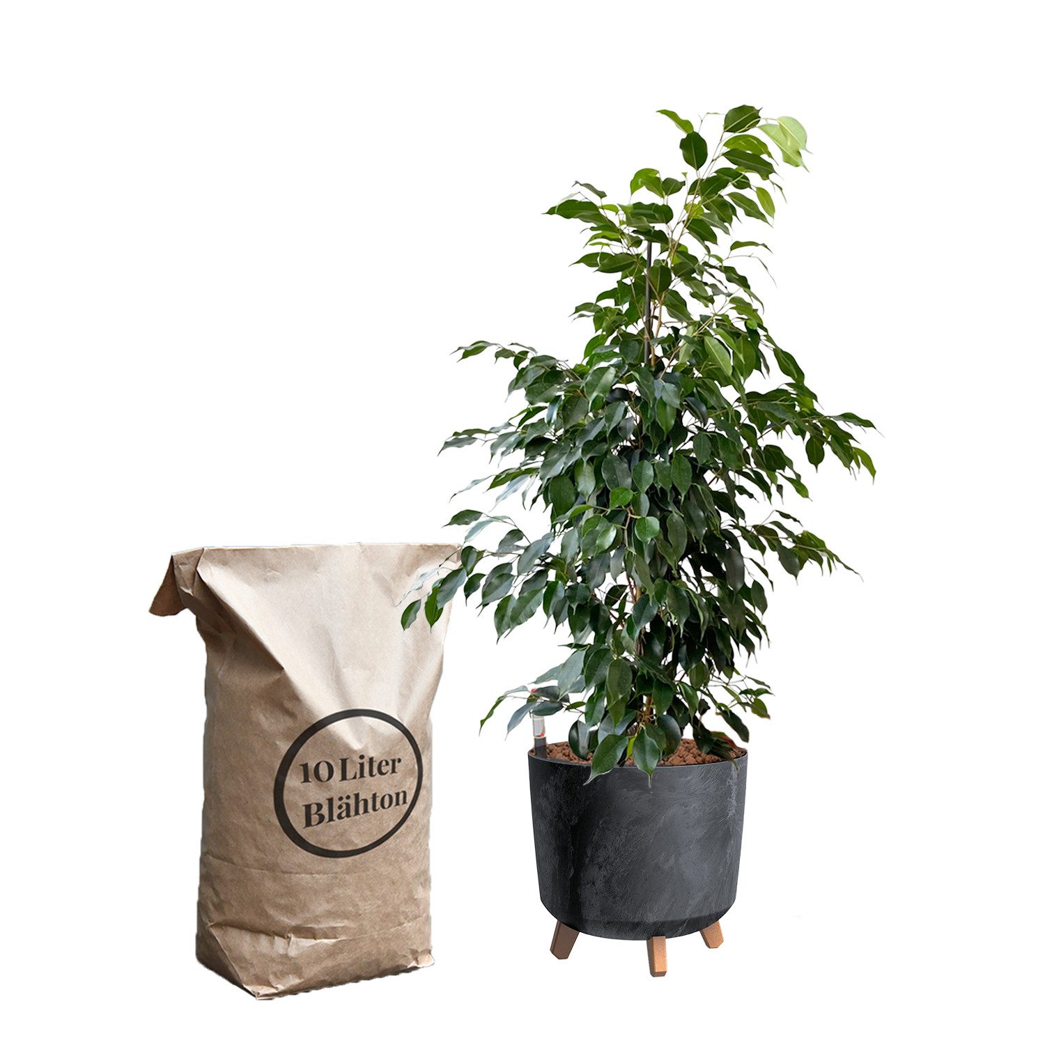 Green Me Up Zimmerpflanze Hydrokultur Set Ficus Benjamina - Birkenfeige