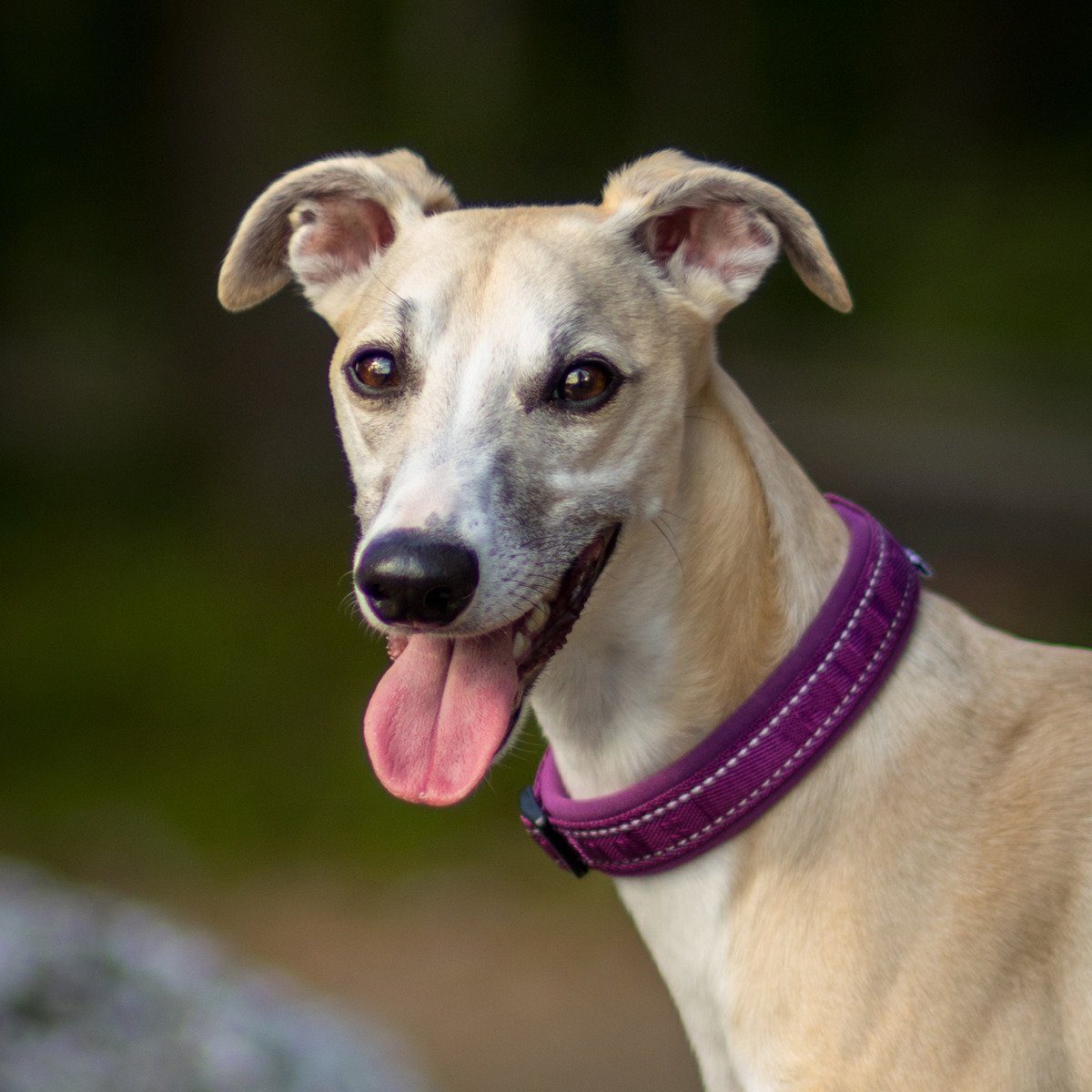 HURTTA Hunde-Halsband Casual Halsband violett