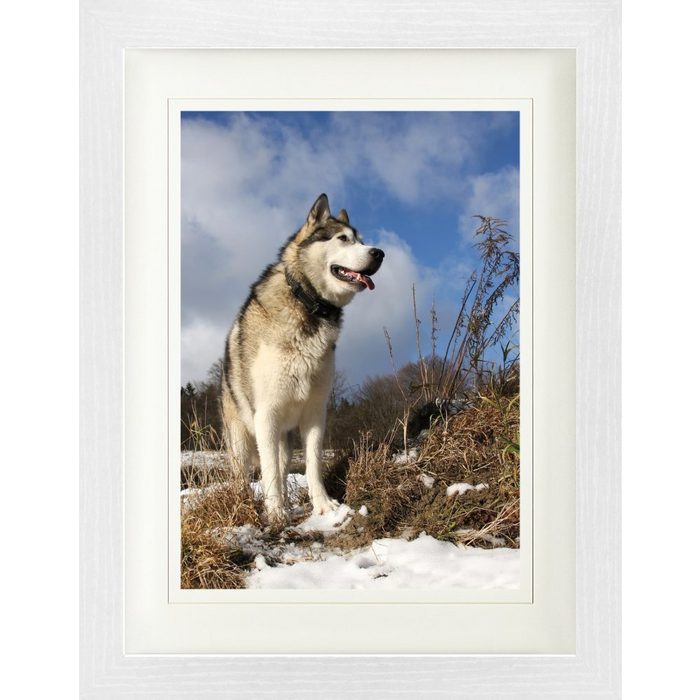 1art1 Bild mit Rahmen Hunde - Alaskan Malamute Schlittenhund