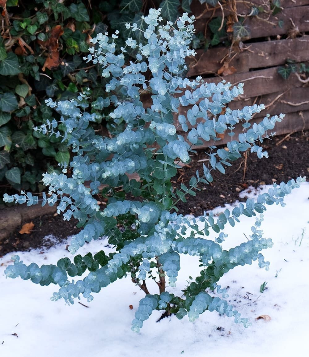 BALDUR Garten Zierstrauch Winterharter Eukalyptus 'Azura®' im XXL-Topf, 1 St., Eucalyptus,duftend,winterhart, mehrjährig, pflegeleicht – Bild 5 von 5