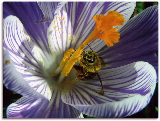 Artland Wandbild »Blüte Biene«, Blumen (1 Stück), in vielen Größen & Produktarten - Alubild / Outdoorbild für den Außenbereich, Leinwandbild, Poster, Wandaufkleber / Wandtattoo auch für Badezimmer geeignet-Otto