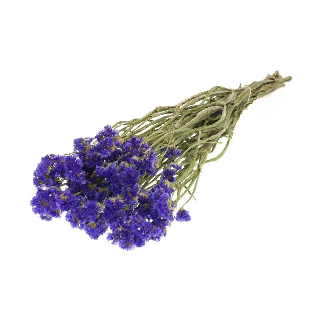 Trockenblume Statice sinuata getrocknet in blau, NaDeco