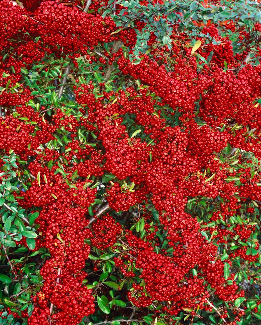 Gehölze Pyracantha Saphyr Rouge