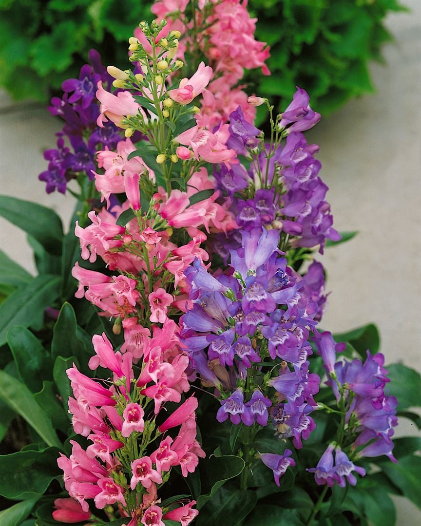 Pflanzen für Dich Staude Penstemon barb. Praecox Nanus Rondo, 1 St., Bartfaden