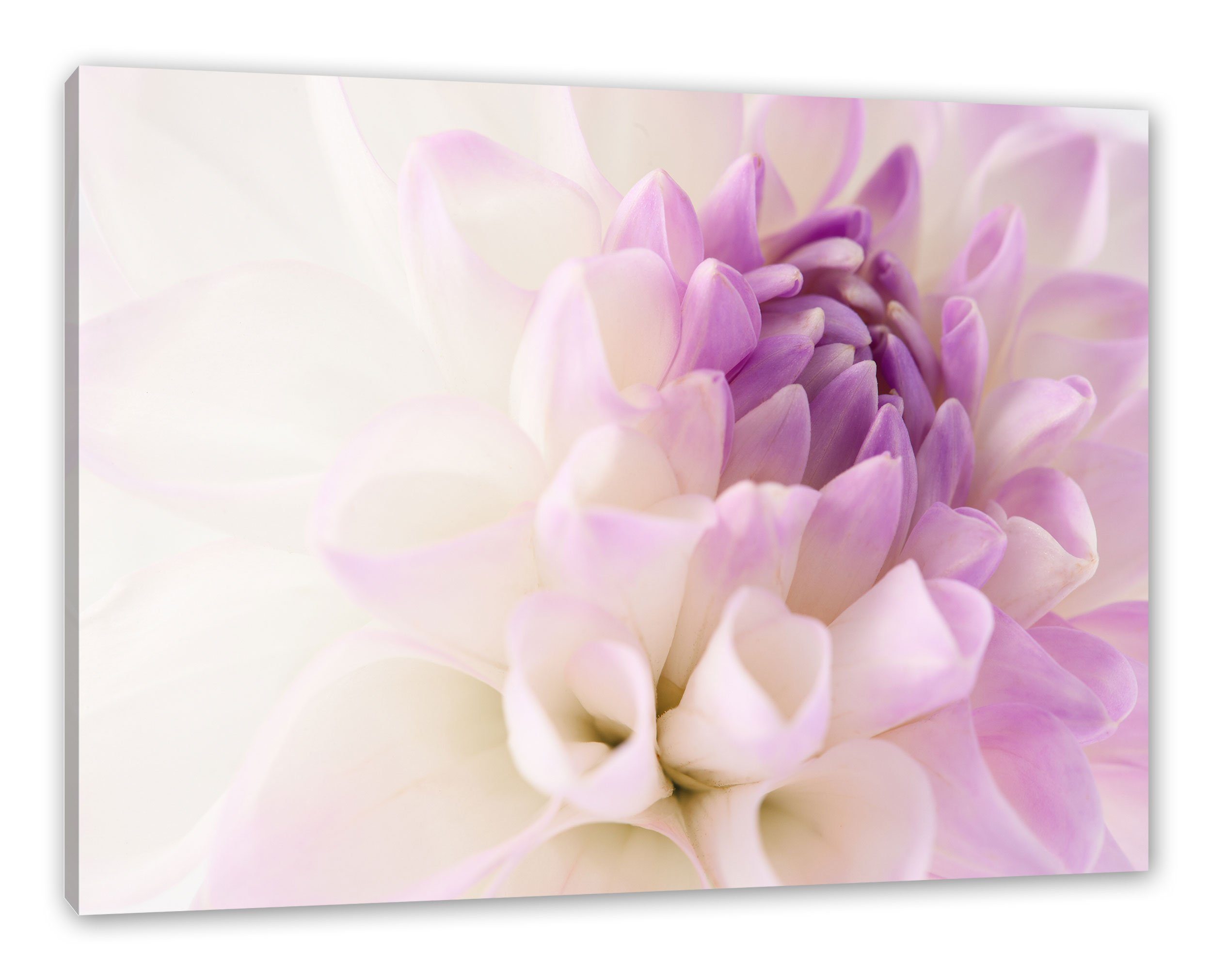 Pixxprint Leinwandbild Traumhafte lila weiße Blüte, Traumhafte lila weiße Blüte (1 St), Leinwandbild fertig bespannt, inkl. Zackenaufhänger