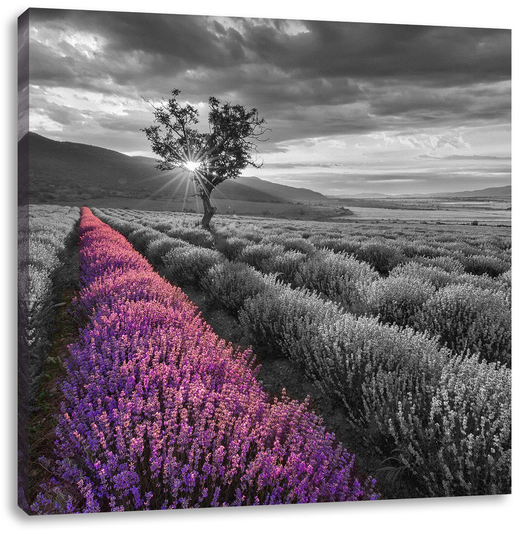 Pixxprint Leinwandbild Lavendelfeld mit inkl. (1 Baum mit Baum, bespannt, Lavendelfeld fertig Zackenaufhänger Leinwandbild St)