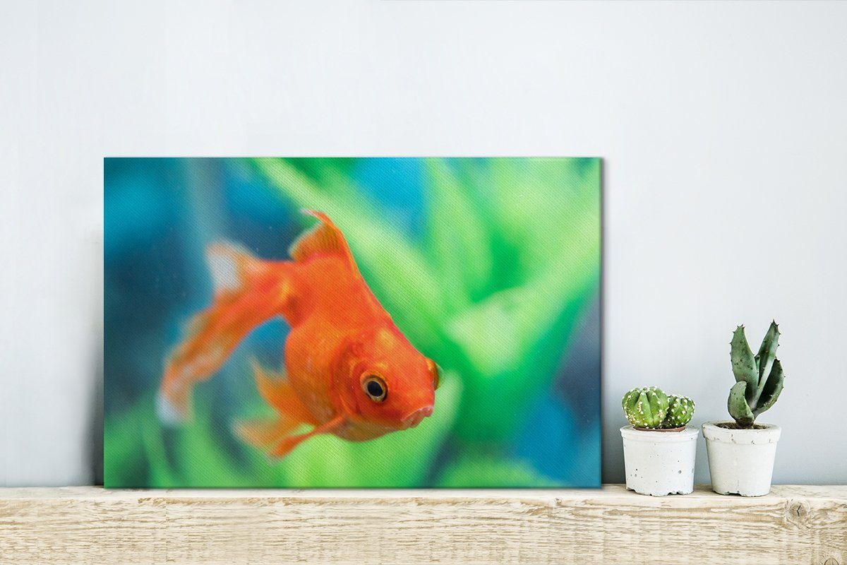 OneMillionCanvasses® Leinwandbild in Leinwandbilder, Wandbild Süßwasseraquarium, Goldfisch Wanddeko, Aufhängefertig, 30x20 einem St), (1 cm