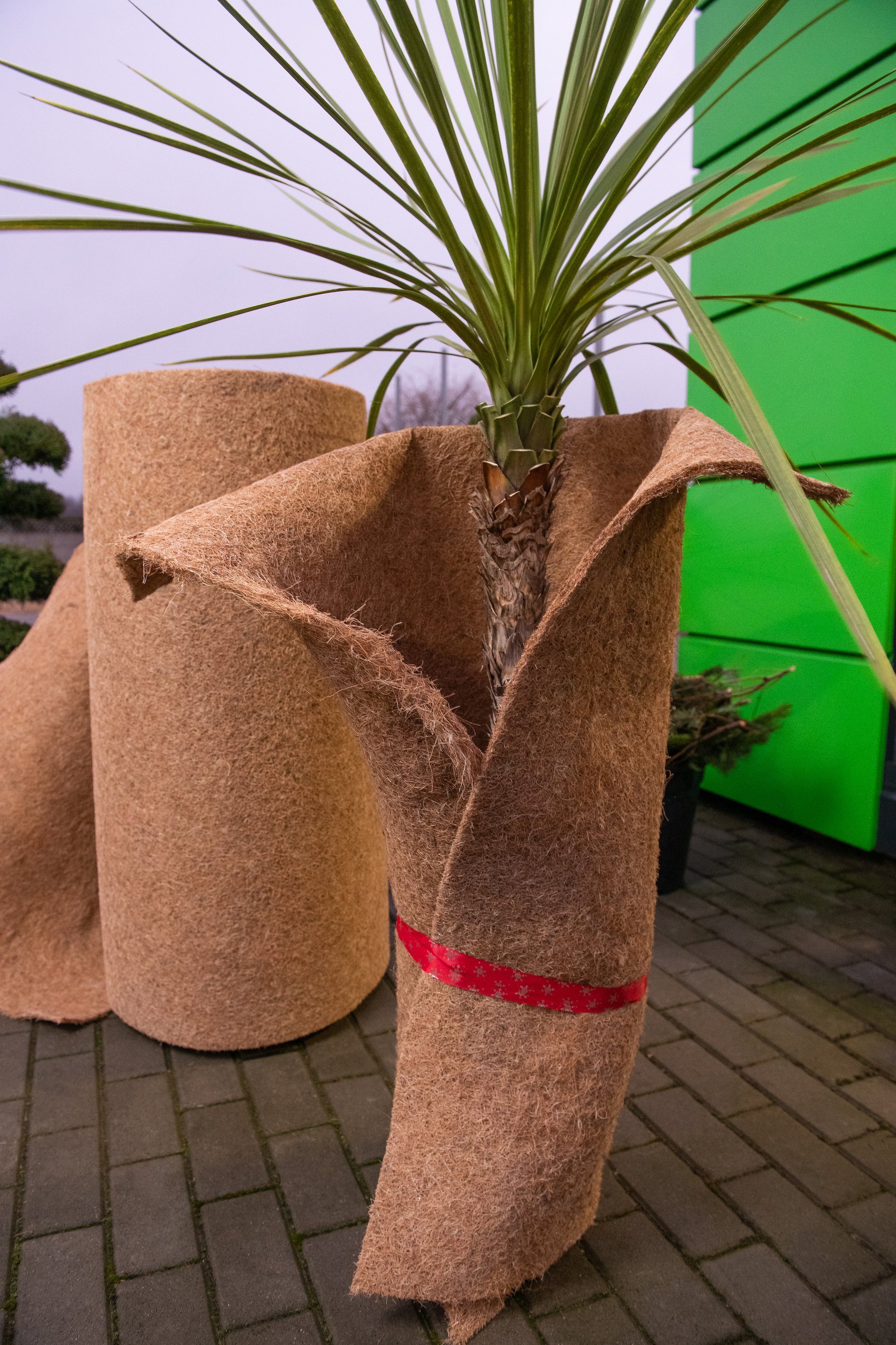 MC.Sammler Kokosmatte Kokosfasern Meterware 25cm/50cm/100cm 100% biologisch abbaubar, 25cm x 1m