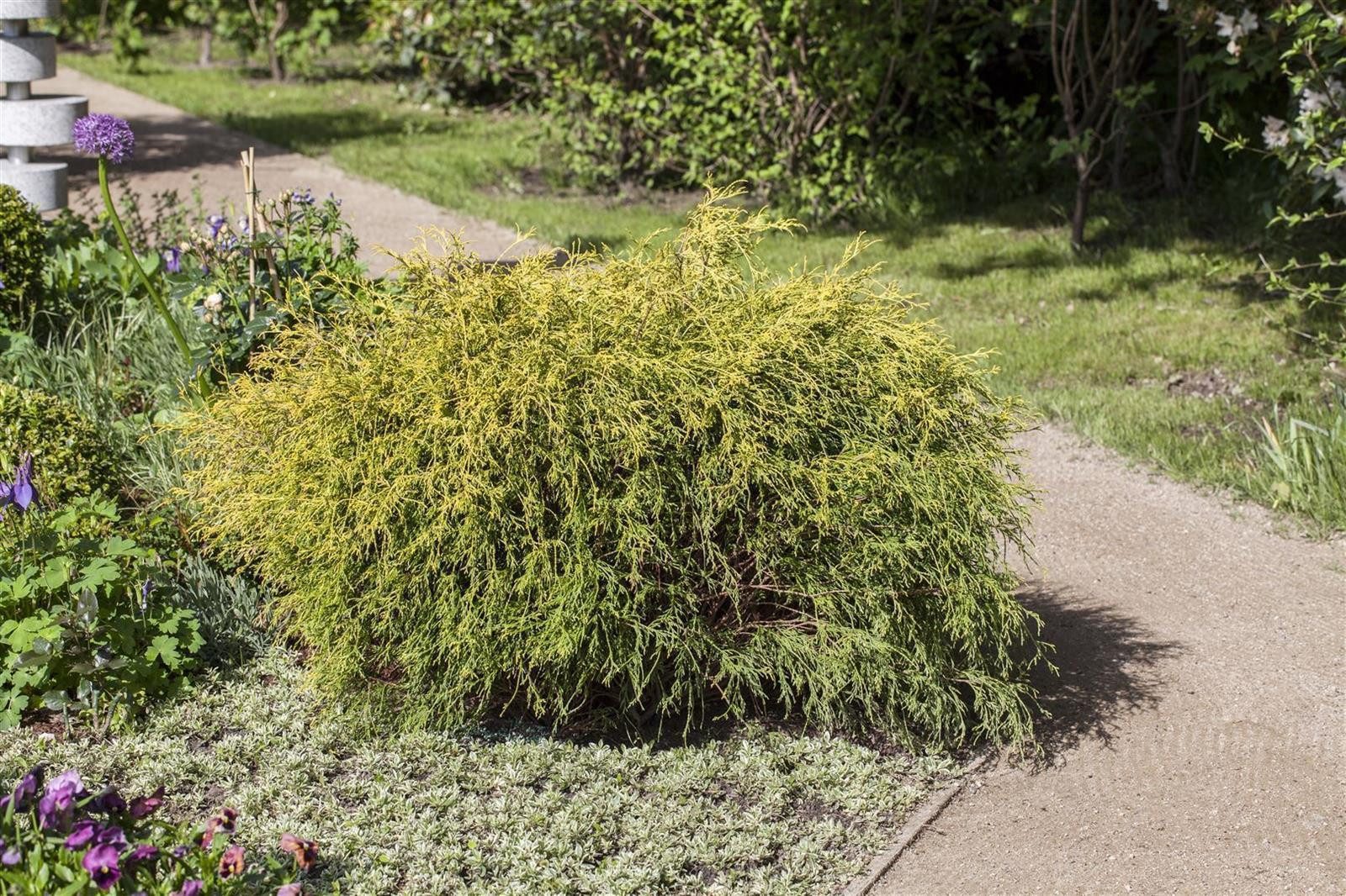 Pflanzen für Dich Konifere Chamaecyparis pis. Filifera Aurea Nana, 1 St., Gelbe Fadenzypresse, Zwergfadenzypresse, goldgelb, kompaktwüchsig
