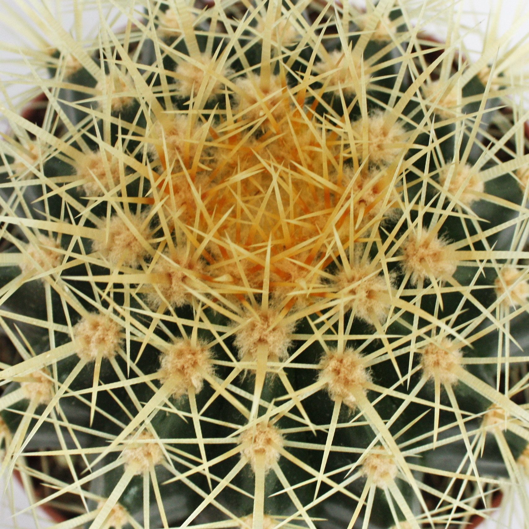Exotenherz Kaktus Echinocactus grusonii - Schwiegermutterstuhl - im 12cm Topf – Bild 3 von 3