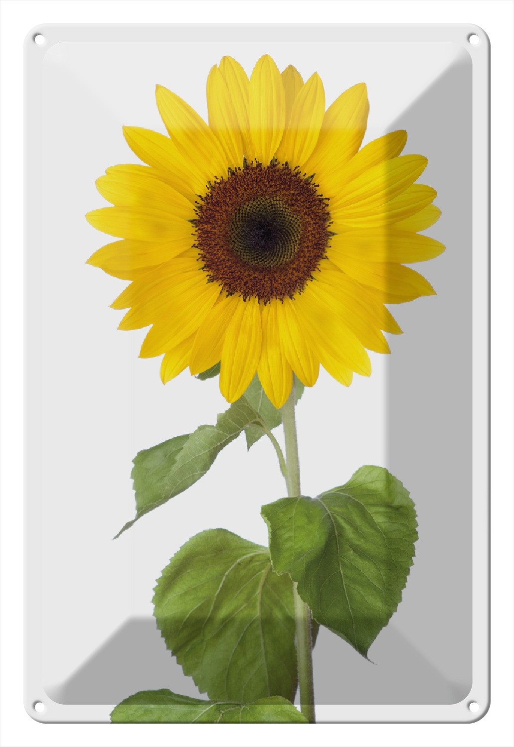 Wallario Metallbild, Sonnenblume, in verschiedenen Ausführungen