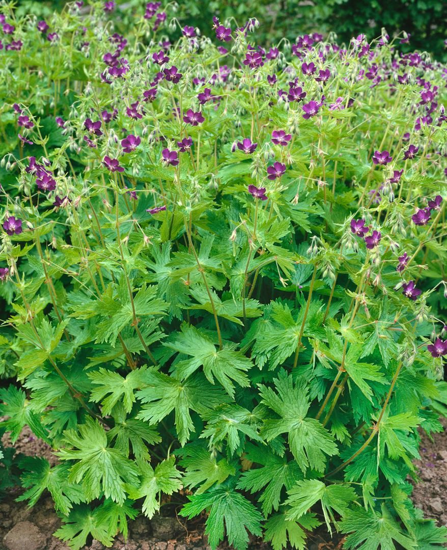 Pflanzen für Dich Staude Geranium phaeum, 1 St., Brauner Storchschnabel, Schatten-Storchschnabel