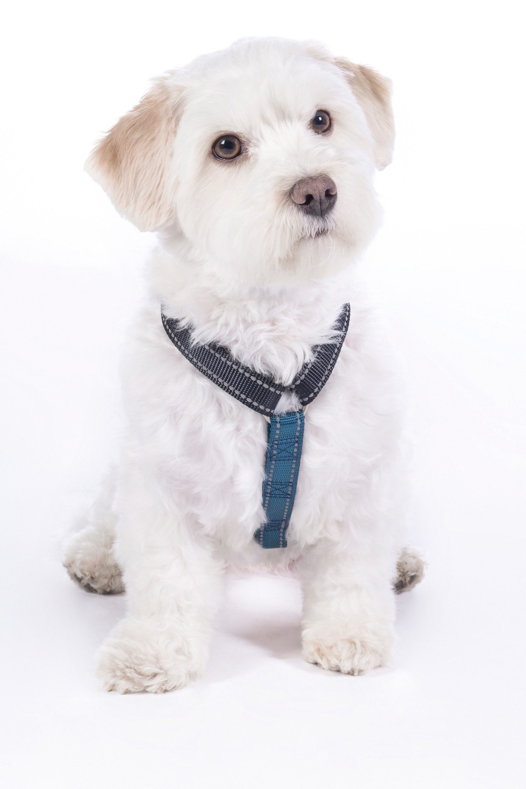 HKM Dogs Hunde-Geschirr Hundegeschirr -Anam Cara günstig online kaufen