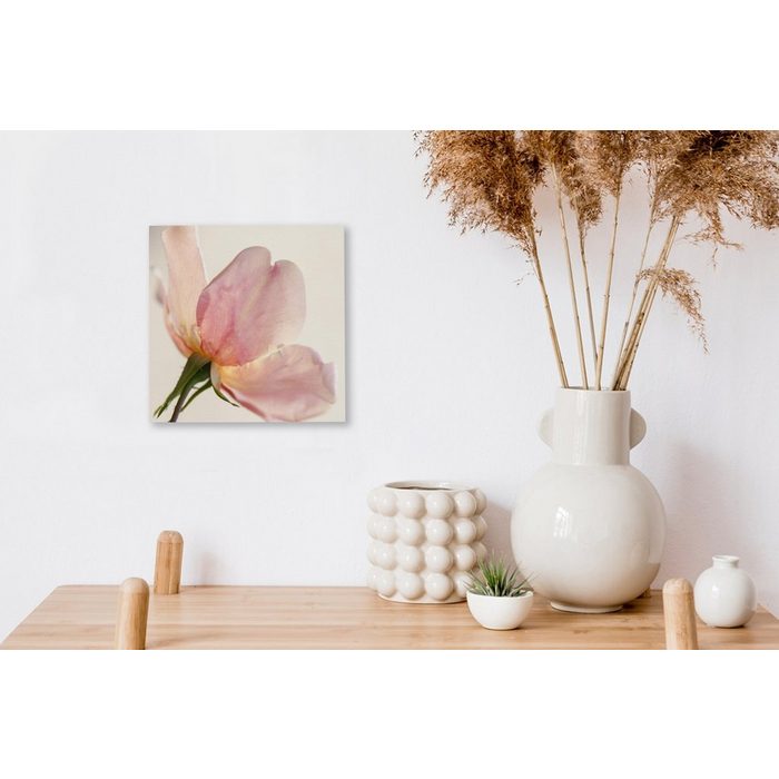 OneMillionCanvasses® Leinwandbild Eine noch junge und empfindliche rosa Rose mit weißem Hintergrund (1 St) Leinwand Bilder für Wohnzimmer Schlafzimmer SY12421
