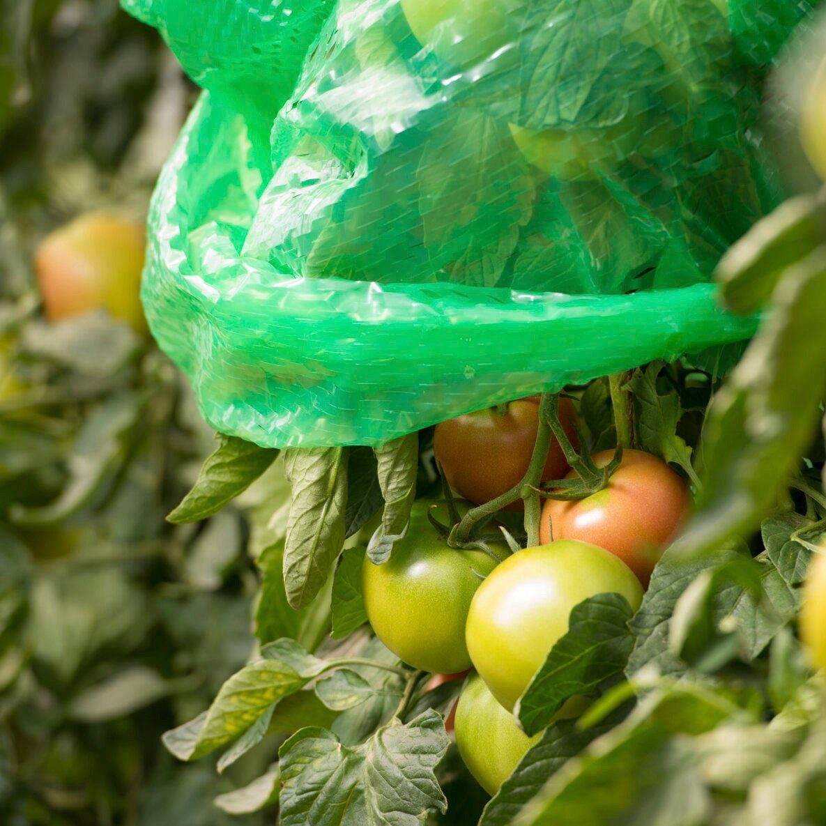 Windhager Winterschutzhaube (Set, 5-St), Tomaten-Folienhaube, mitwachsend, 1,25 x 0,65 m