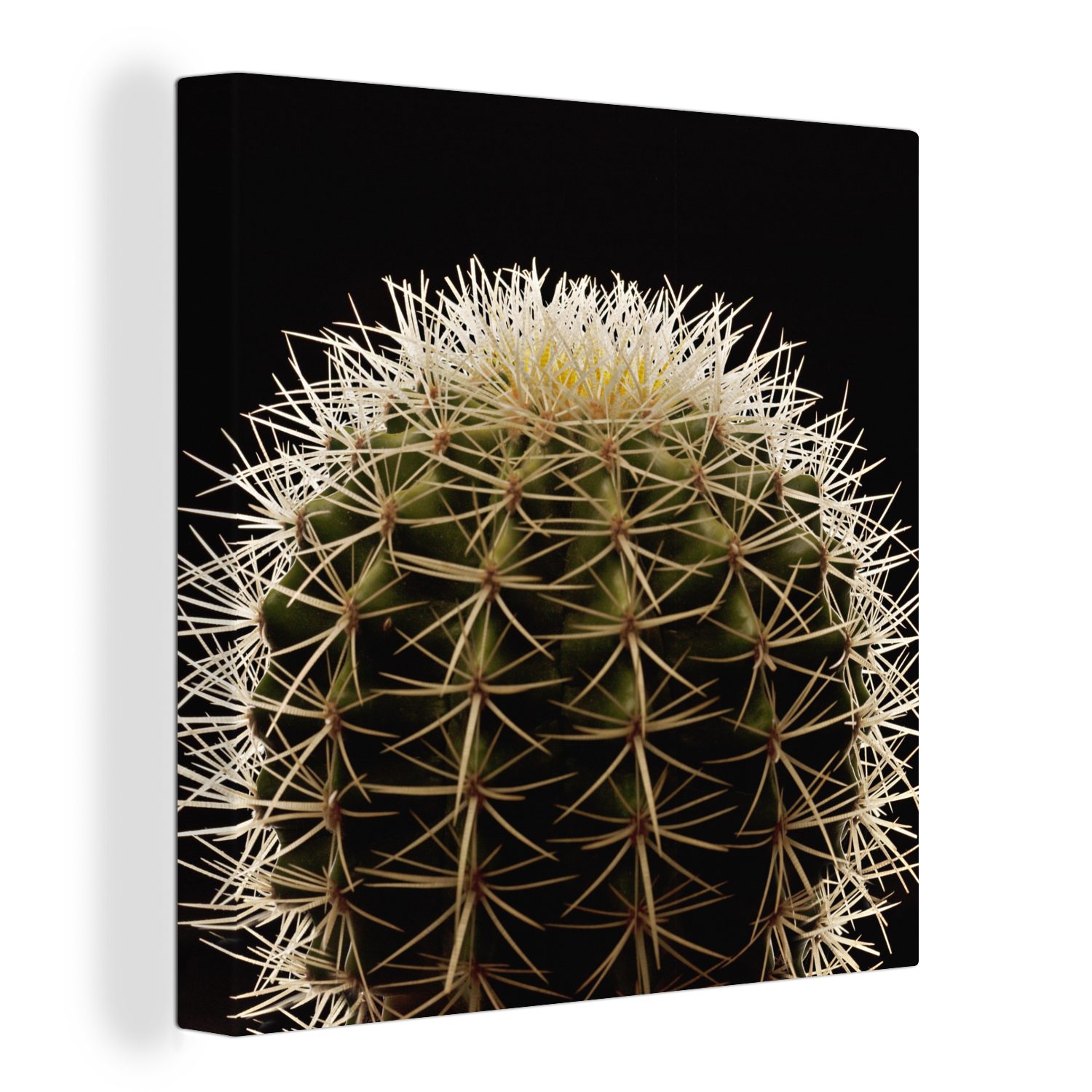 OneMillionCanvasses® Leinwandbild Eine Nahaufnahme eines dornigen günstig online kaufen