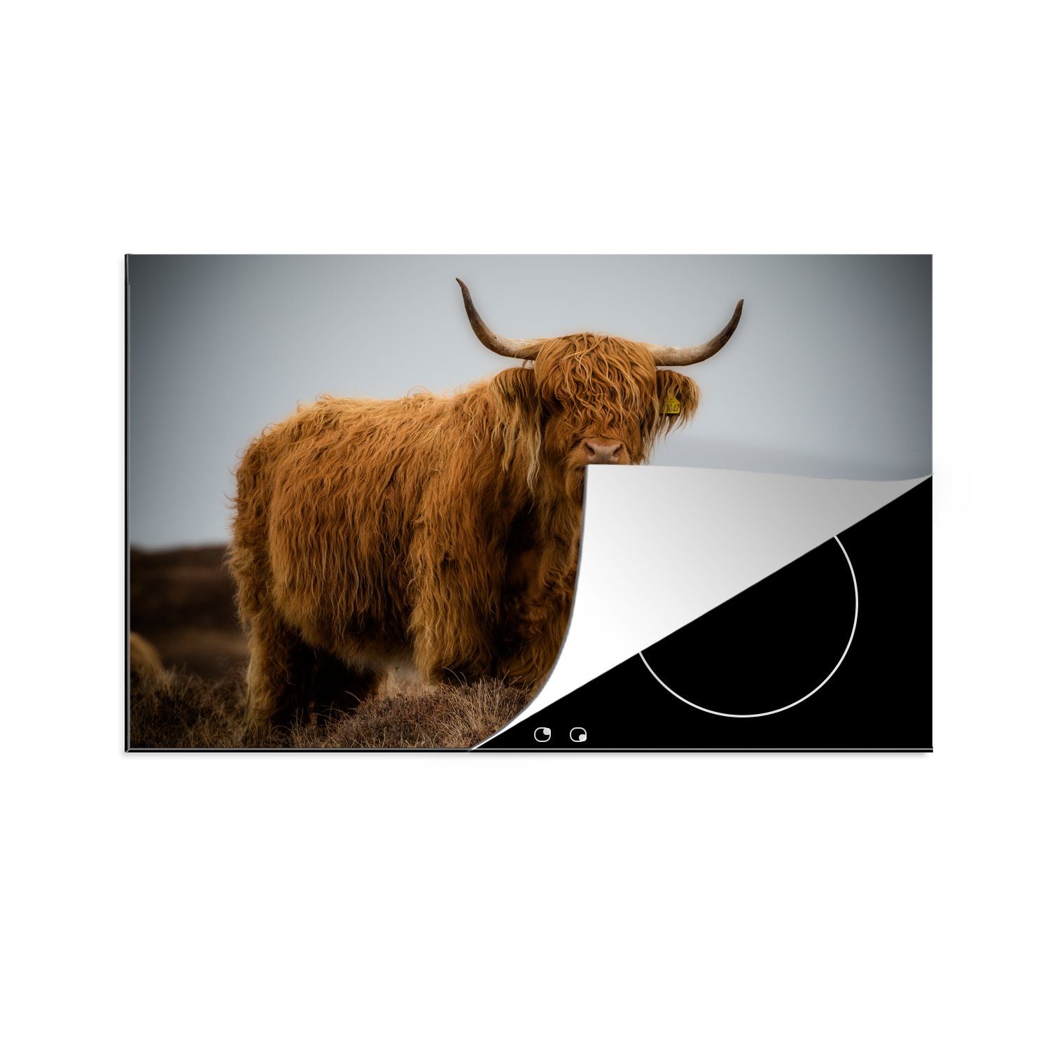 MuchoWow Herdblende-/Abdeckplatte Schottischer Highlander - Düne - Gras, Vinyl, (1 tlg), 81x52 cm, Induktionskochfeld Schutz für die küche, Ceranfeldabdeckung