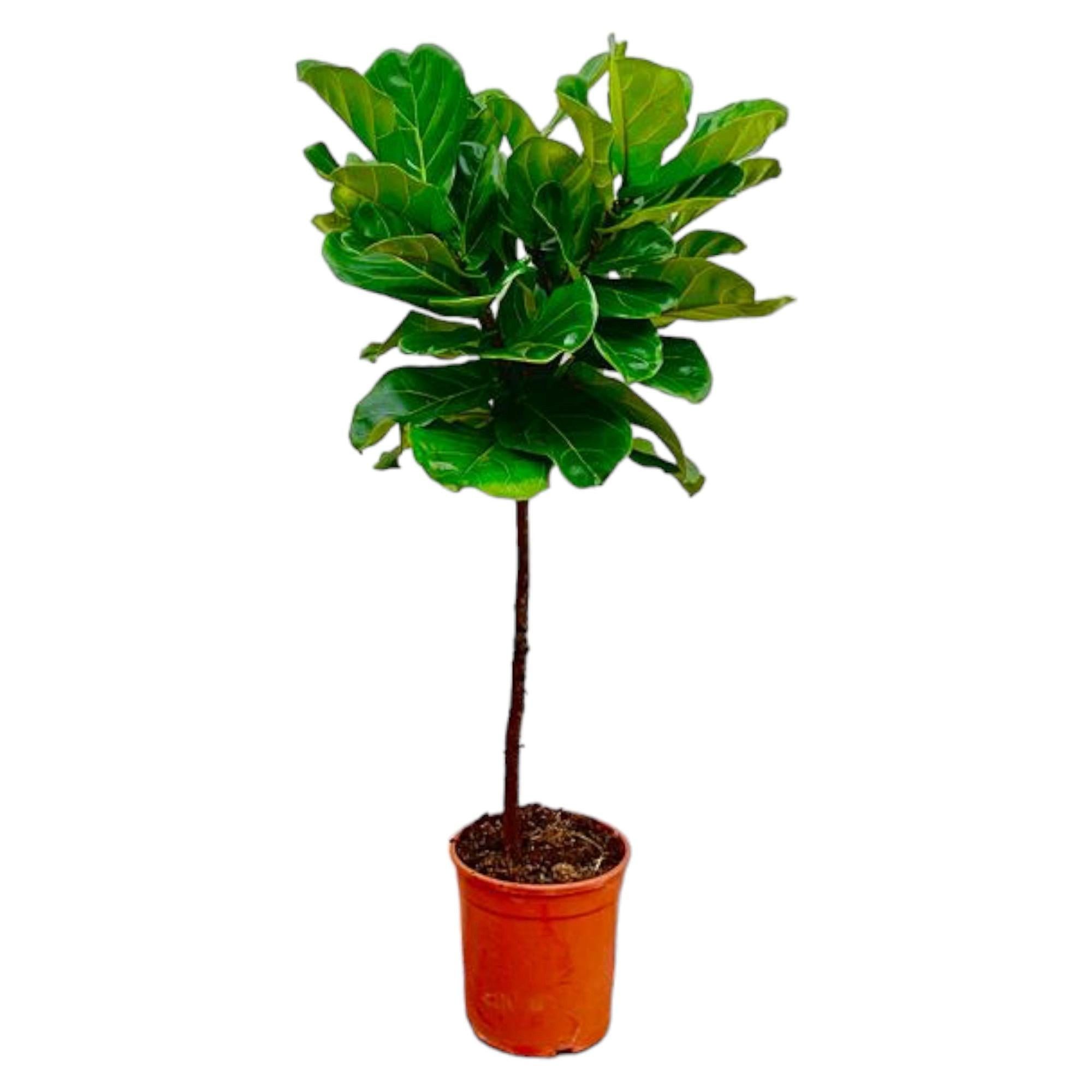 Florora Zimmerpflanze Ficus Lyrata Baum – Geigenfeige auf Stamm – 130 cm – Topf 24 cm