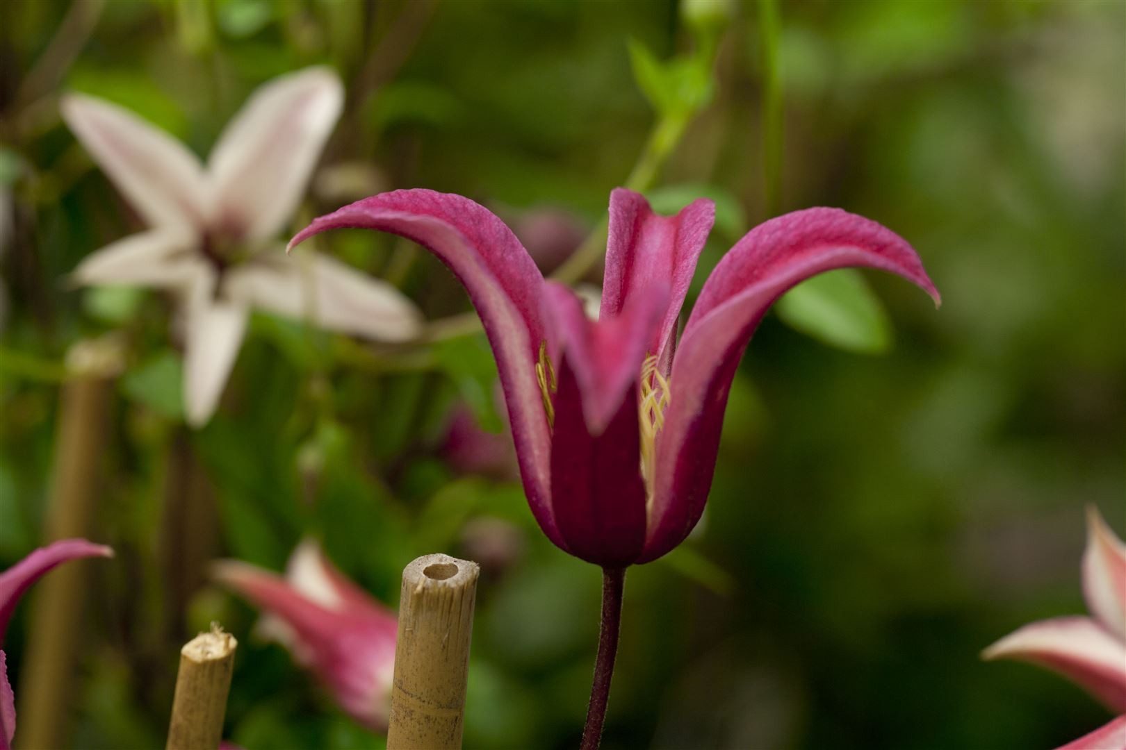 Pflanzen für Dich Kletterpflanze Clematis tex. Princess Diana, 1 St., Clematis, Waldrebe, trompetenblüten, kletterpflanze