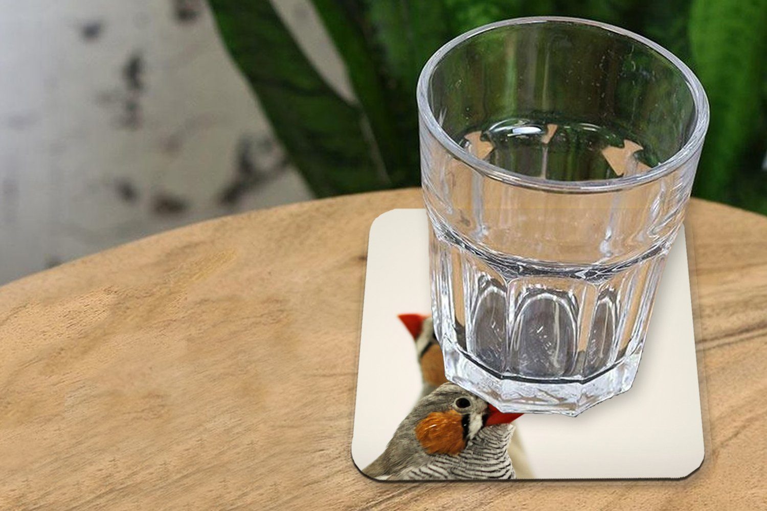 MuchoWow Glasuntersetzer Ein Paar Zebrafinken Hintergrund, Tischuntersetzer, für Gläser, auf Untersetzer, Glasuntersetzer, Zubehör weißem 6-tlg., Korkuntersetzer, Tasse