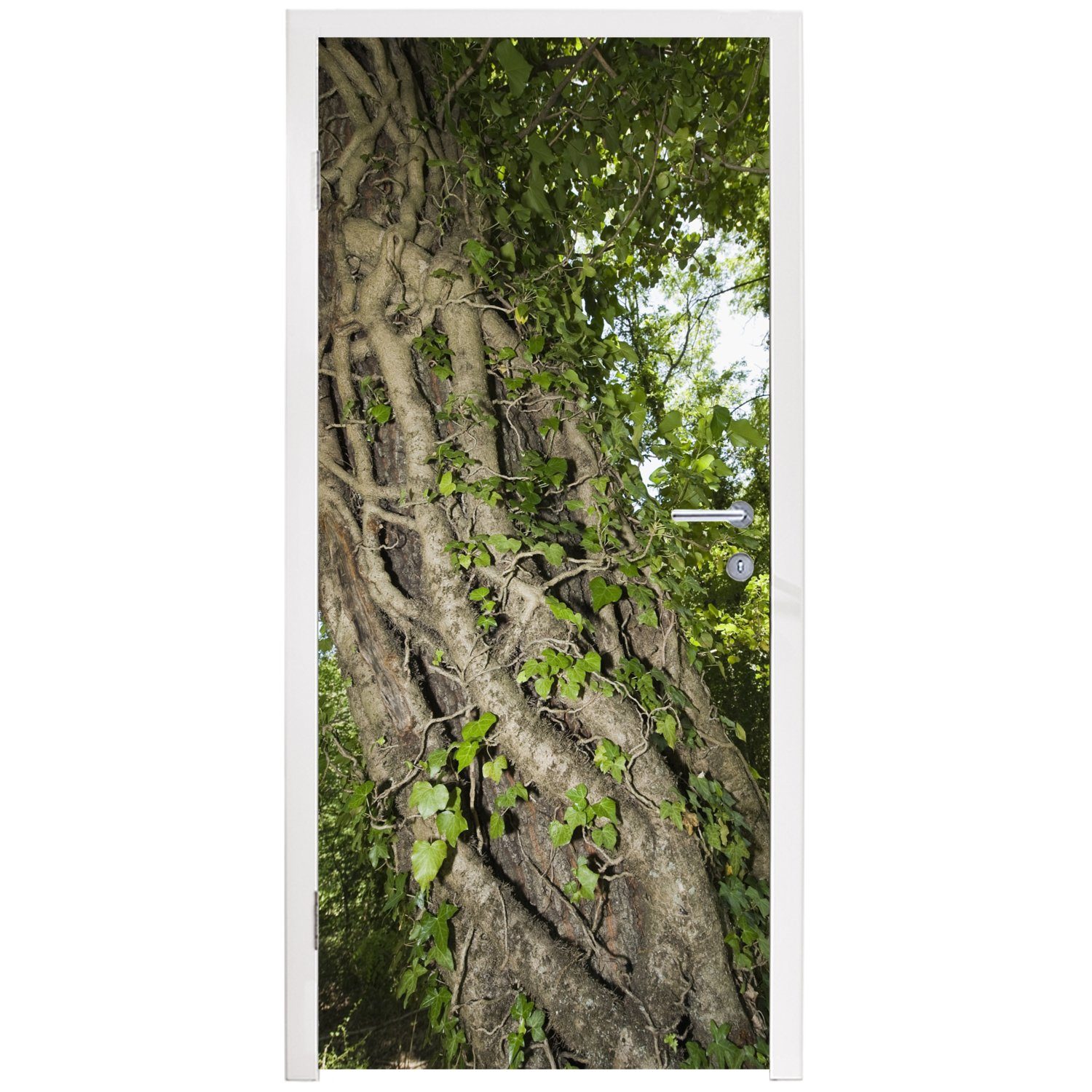 MuchoWow Türtapete Eine Hedera auf St), Türaufkleber, Fototapete Baum, Tür, 75x205 für cm großen Matt, (1 einem bedruckt
