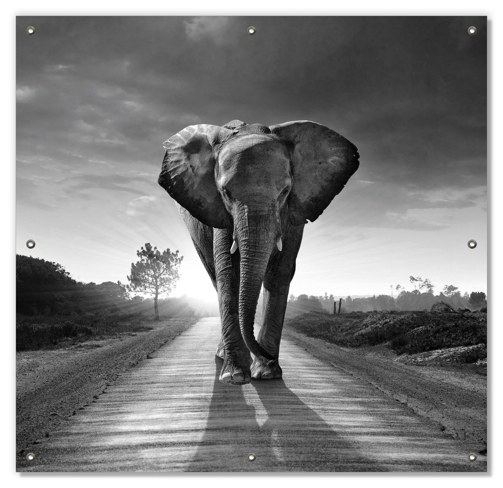 Sonnenschutz Elefant bei Sonnenaufgang in Afrika schwarzweiß, Wallario, blickdicht, mit Saugnäpfen, wiederablösbar und wiederverwendbar | Fensterfolien