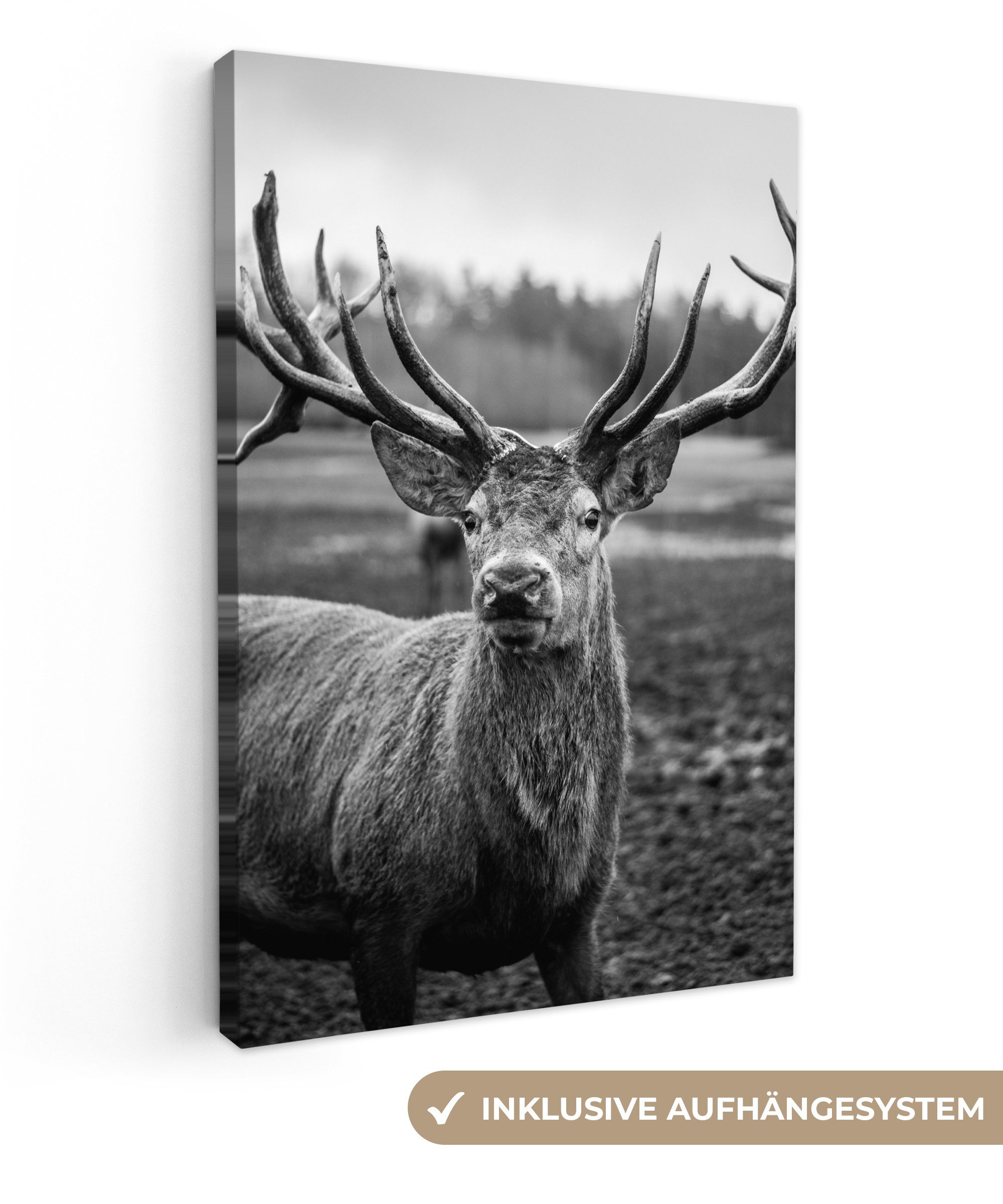 OneMillionCanvasses® Leinwandbild Tiere - Hirsch - Geweih - Schwarz und wei günstig online kaufen