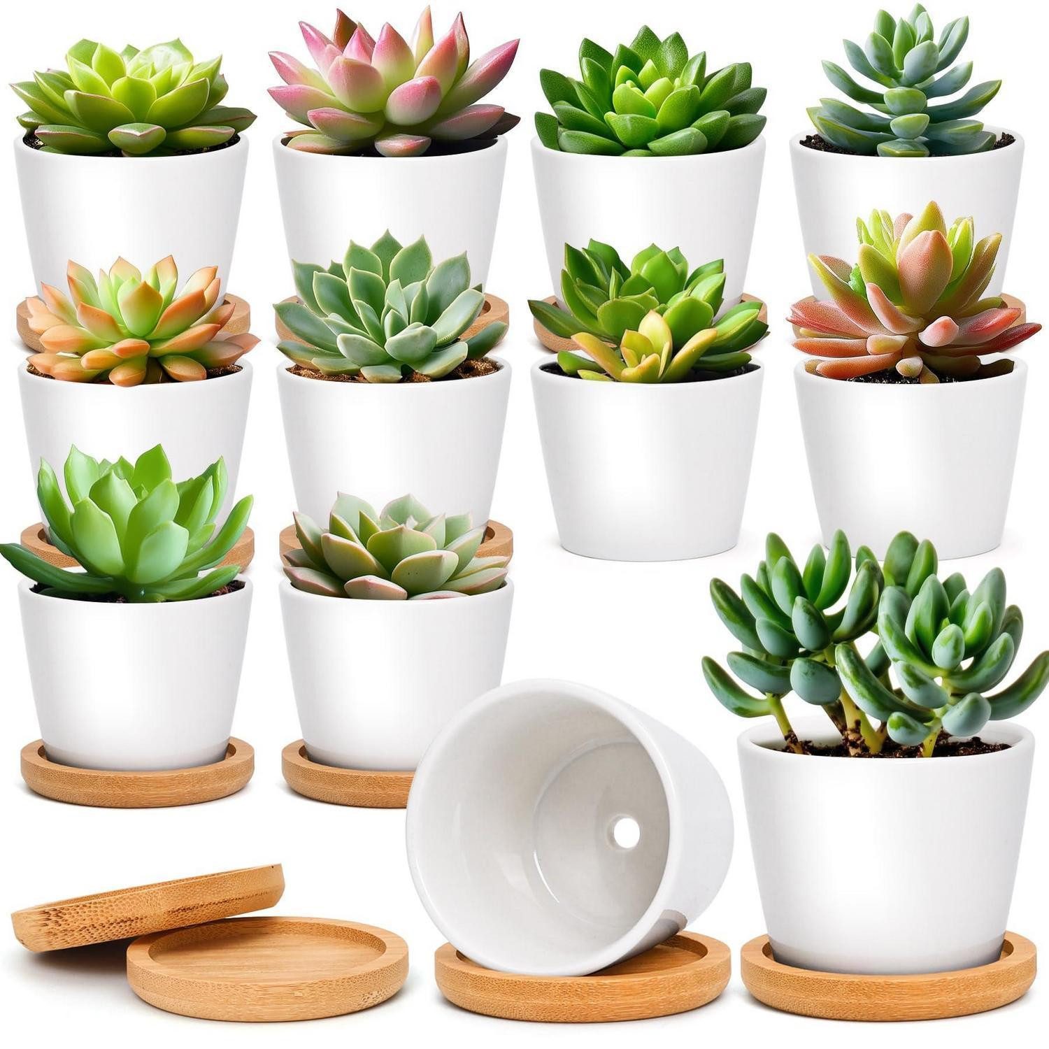 LuxusKollektion Blumentopf Töpfe Keramik Sukkulenten Kaktus Rund Weiß 12er 6.5 cm × 12 (12 St)