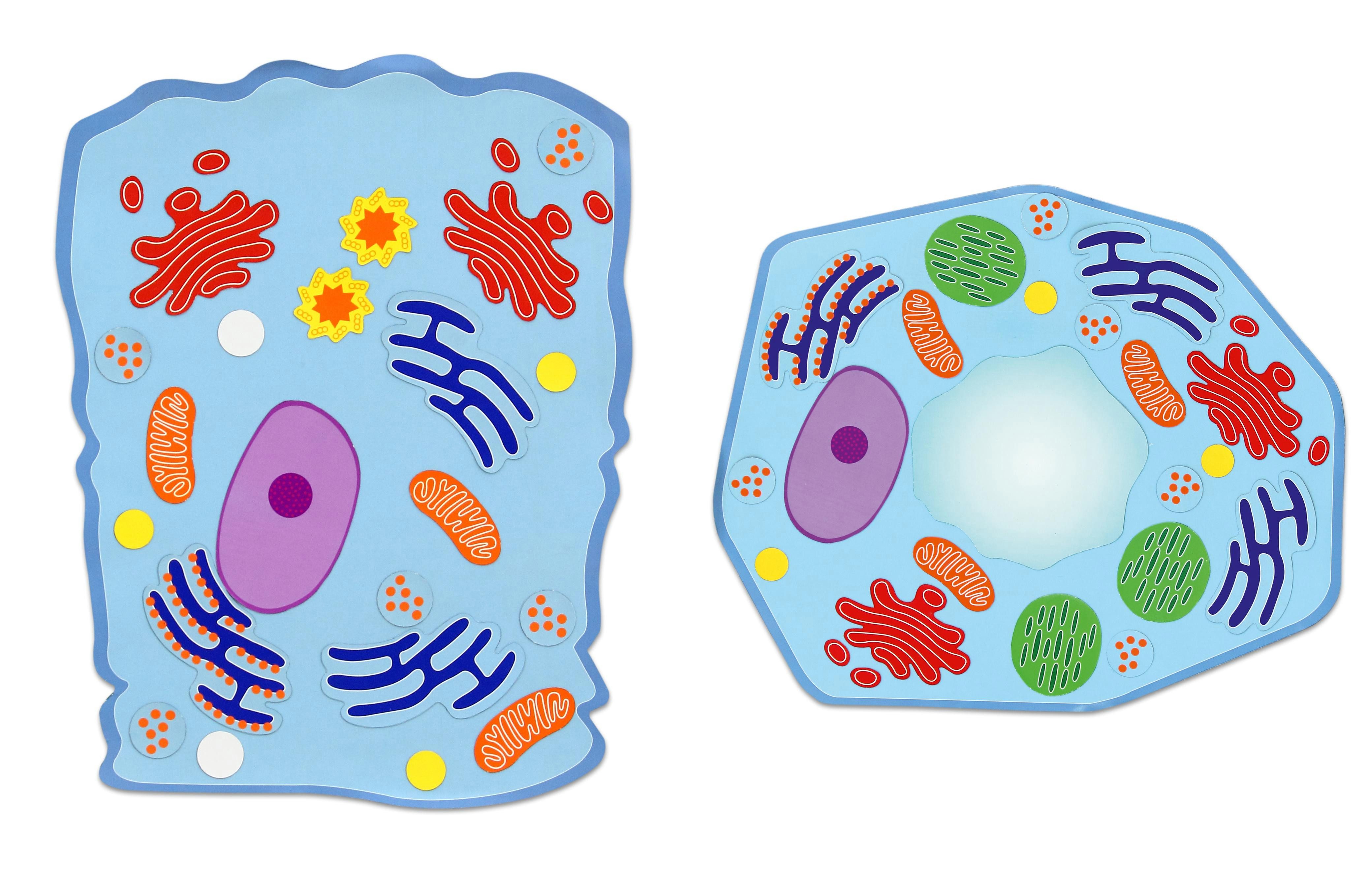 Betzold Magnet magnetische Tier- und Pflanzenzelle