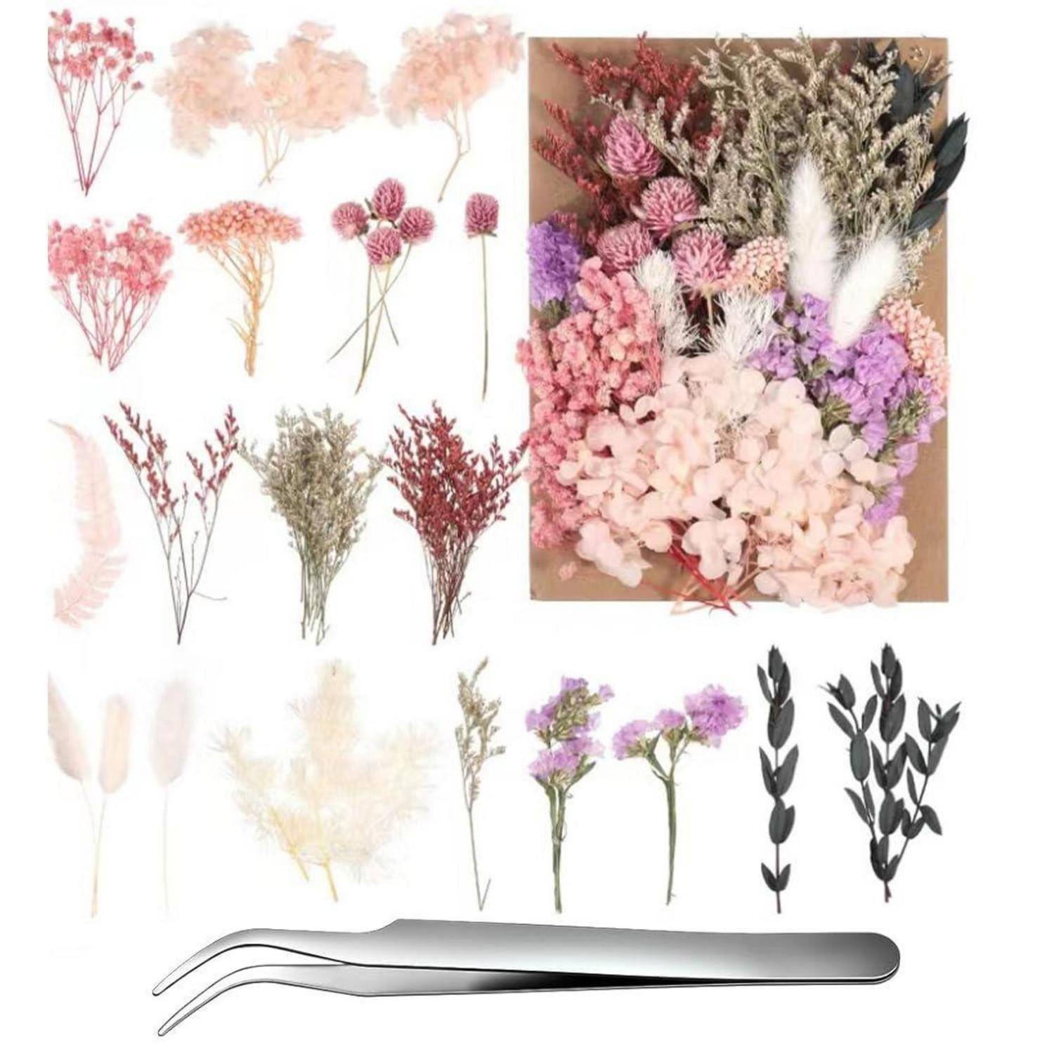 Trockenblume Getrocknete Blumen Deko - Natürliche Trockenblumen, LuxusKollektion, Höhe 1.5 cm