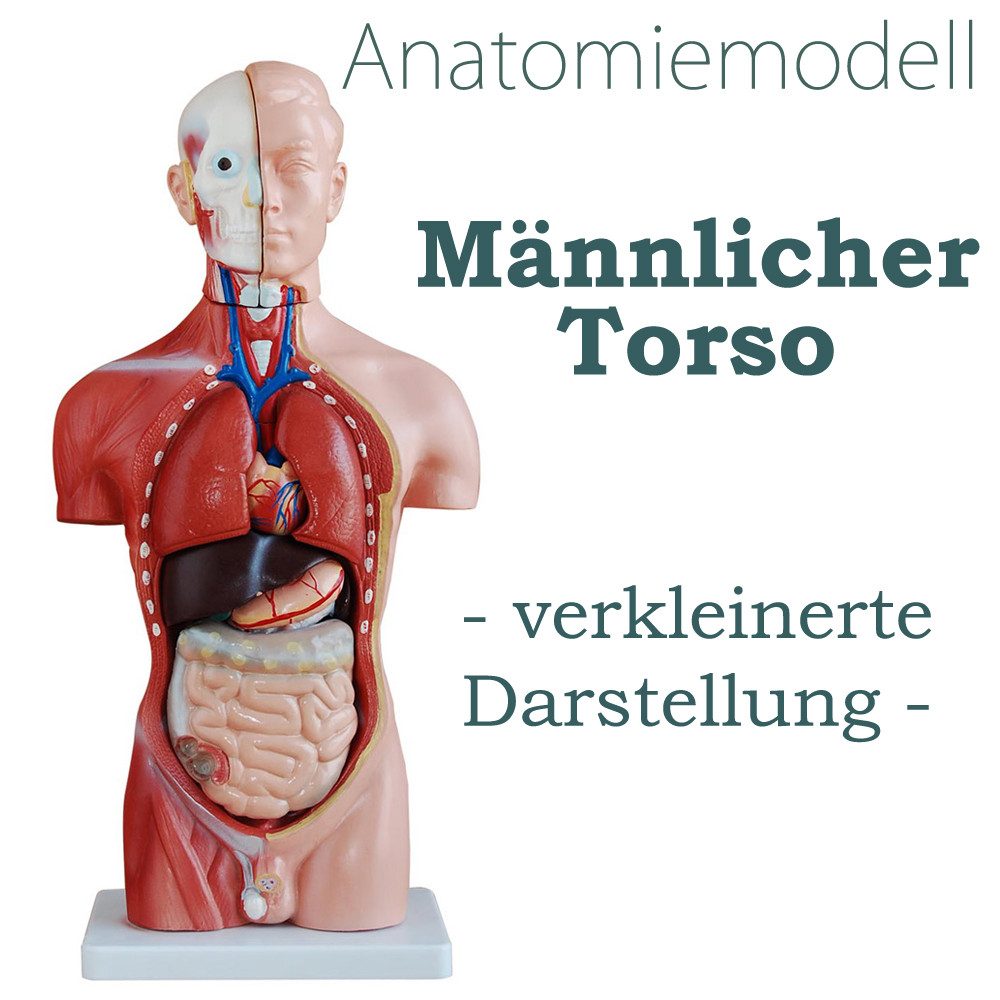 MedMod Dekoobjekt Anatomie Anatomisches Körper Modell Torso Puppe mit Organe 45 cm
