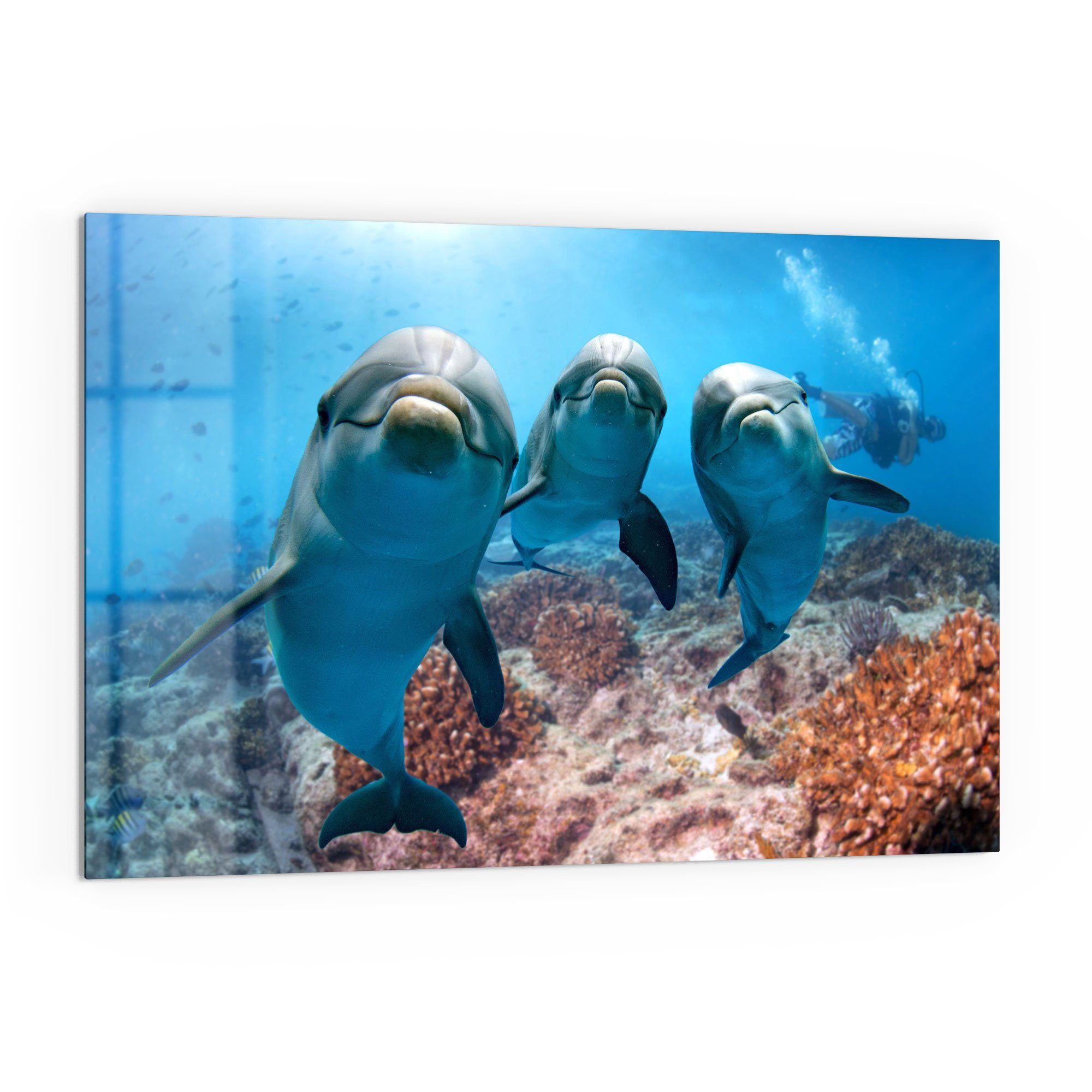 DEQORI Küchenrückwand 'Freundliche Delfine', Glas Spritzschutz Badrückwand Herdblende